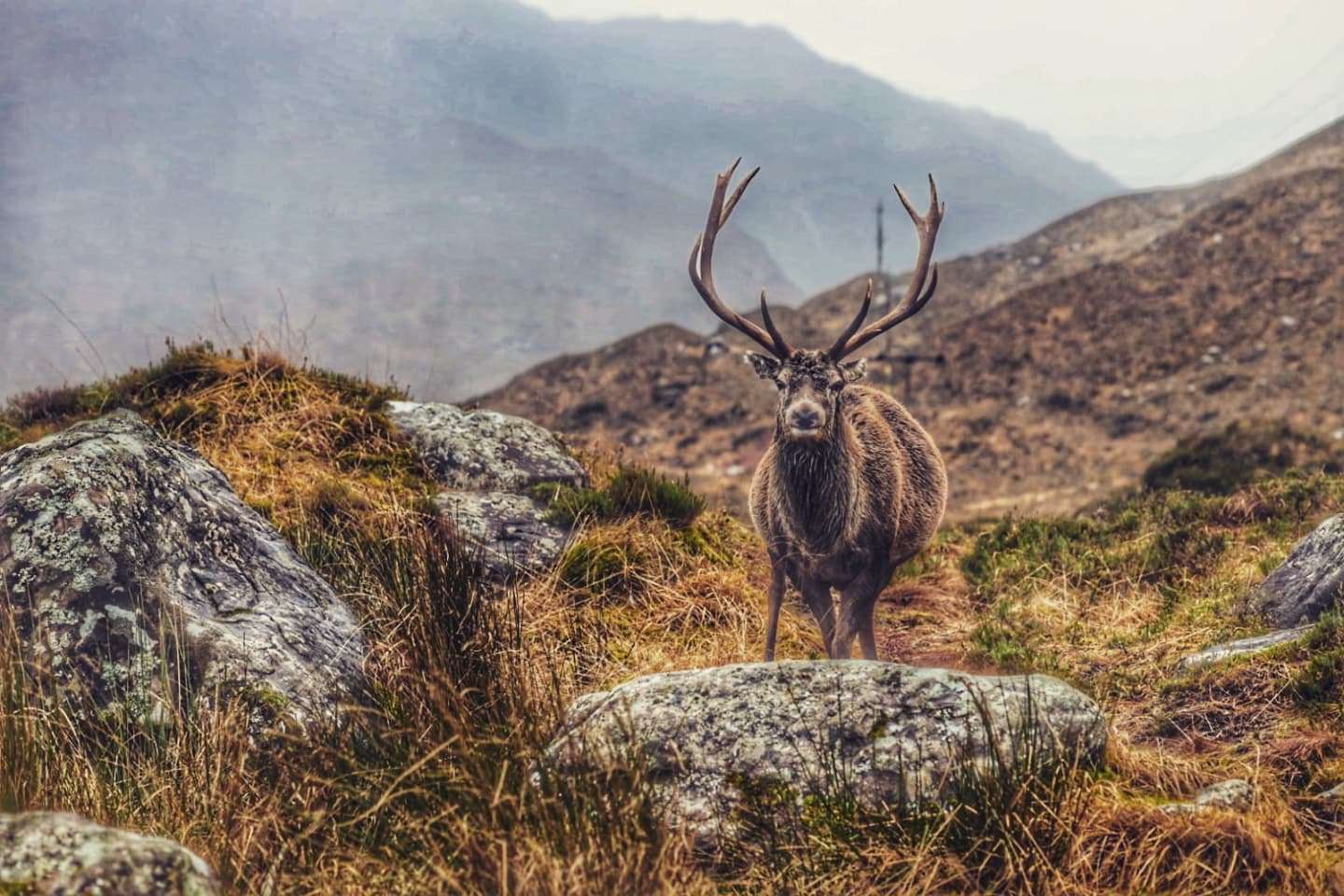 Happy New Year 👌 Just spent an amazing week in Torridon, too wet most of the week for climbing, but scoped out some new potential for autumn..
This is Callum the friendly stag who hangs around the glen taking food off strangers.. he had 3 apples off me the cheeky swine 😊Scotland is awesome..
Looking forward to 2022, full of promise
📷@a.ginns
#newyear #climbingmountains #scotland #deer #torridon #lochtorridon #climbingholds #training #exploring