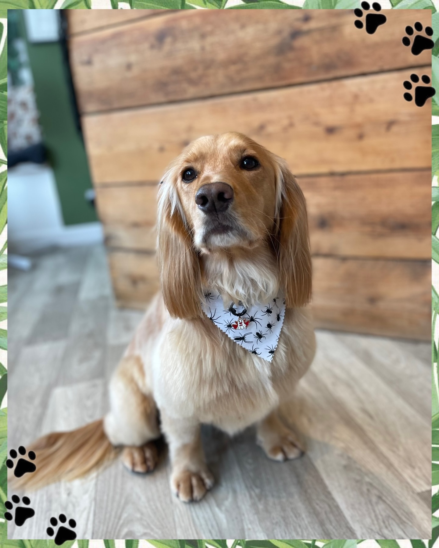 Throwback Thursday to Mr Bingley! 🕷️🐾
Looking very dashing in his spooky bandana! 👻
We groom lots of spaniels that come in all shapes and sizes. The most common we see are Working Cocker Spaniels, Show Cocker Spaniels, and Springer Spaniels — but we also welcome their mixed friends like Sprockers, Cockapoos and Sproodles!
Each one has their own personality and their own unique coat texture, which means every groom is a little different!
Spaniels always bring plenty of character to the salon — and @cockermrbingley is no exception. 🐶✨
#dog #doggrooming #doggroomersuk #dogsalon #spanielgroomer k