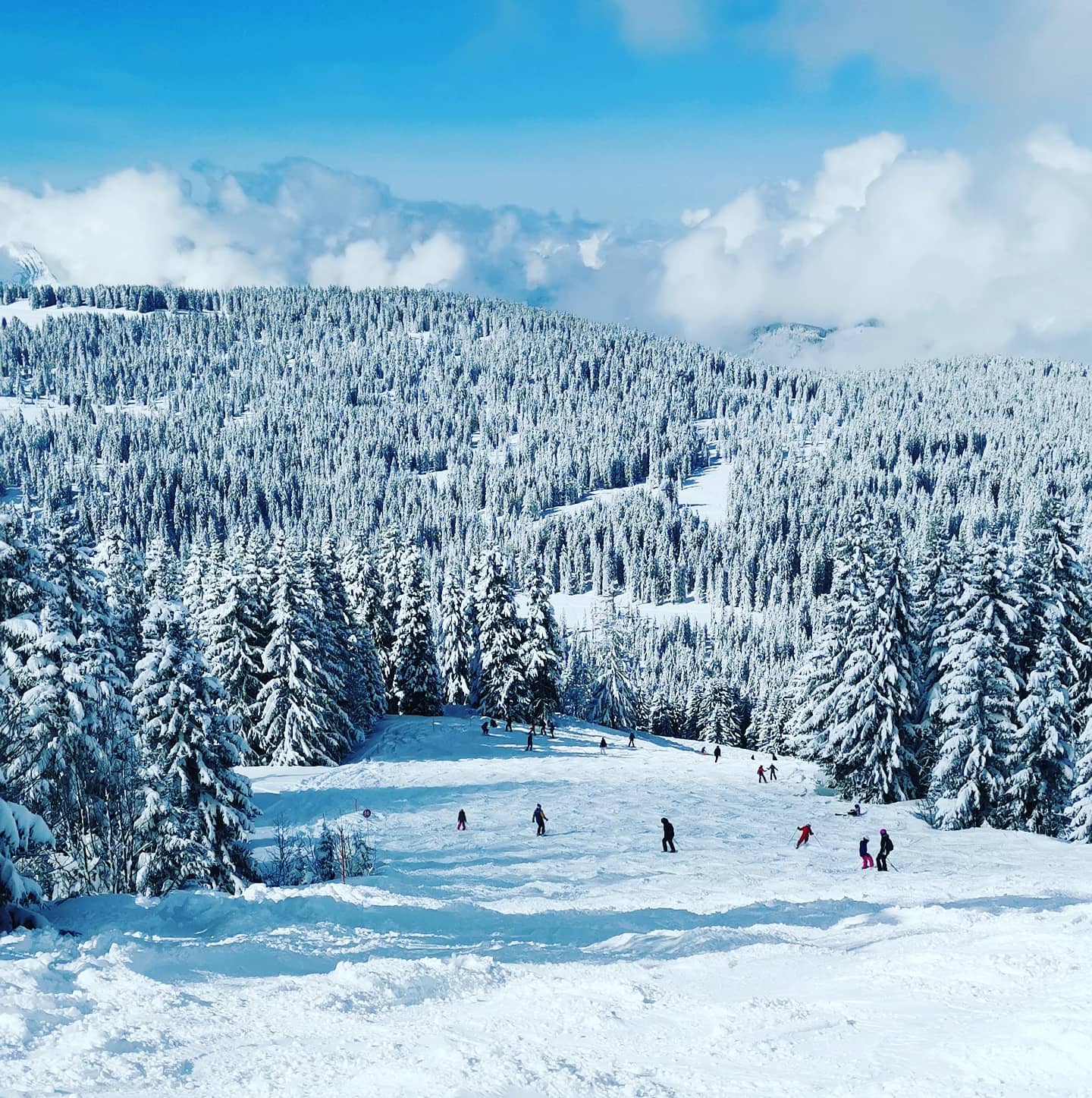 #enchantingscenes #afterstorm #snow #lessaisieslegrandbreak #lessaisies #50cmnewsnow