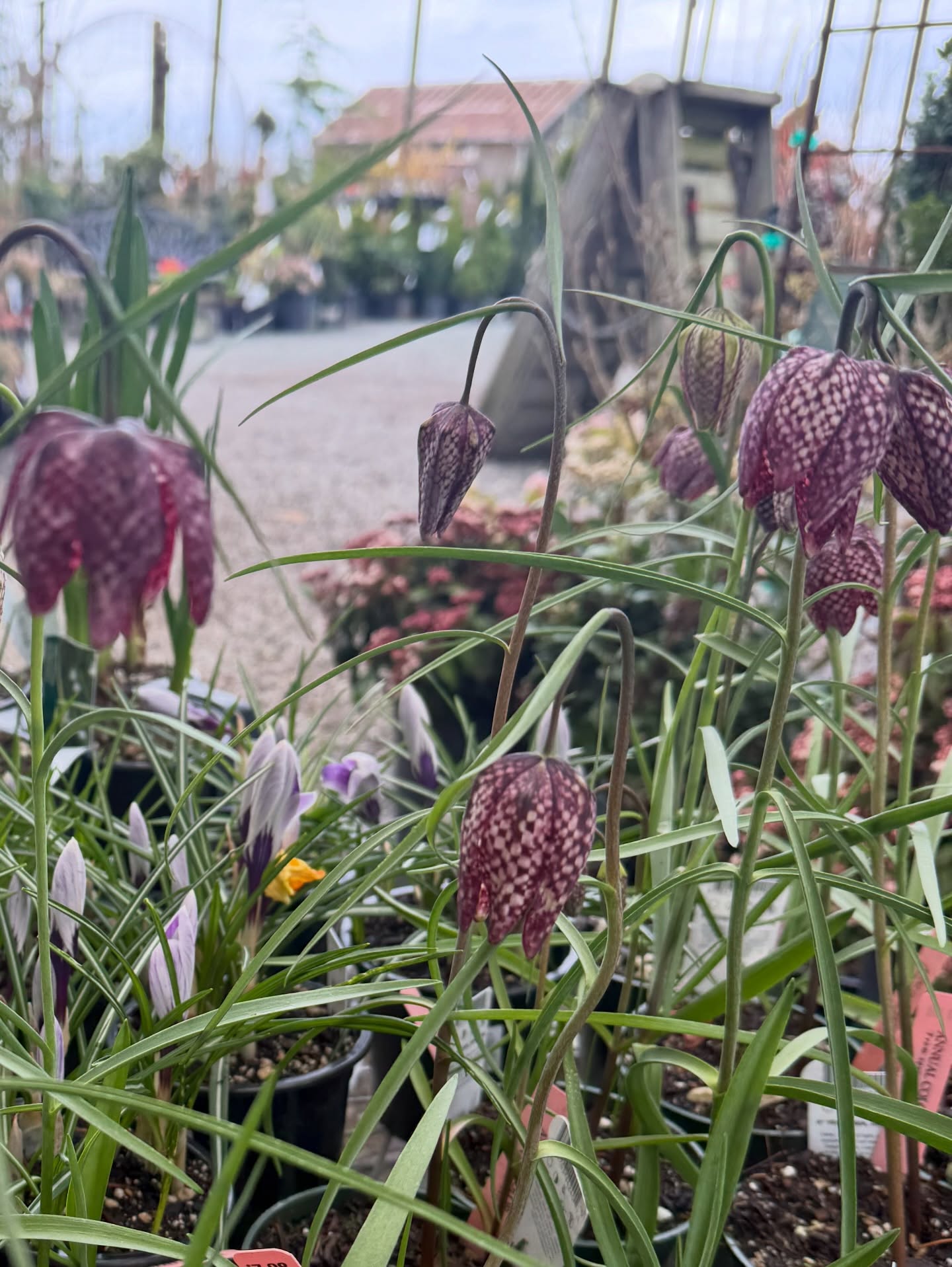 I found some fantastic fritillaria while frolicking @christiansonsnursery