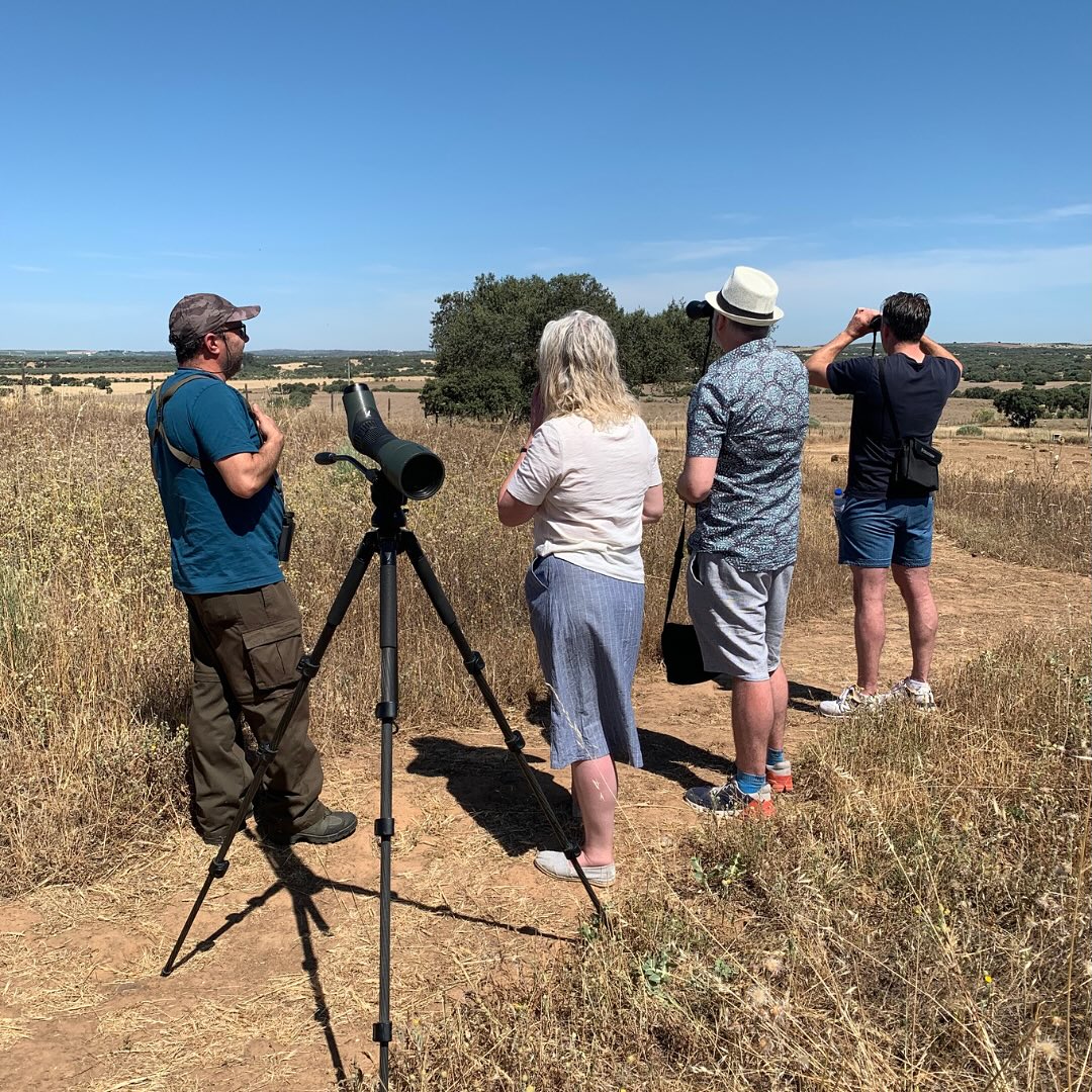 Com o final do inverno começam a regressar as cegonhas que escolheram a nossa herdade para ter o seu ninho. Todos os anos regressam para criarem as suas crias no ninho junto ao nosso portão. Com este anúncio antecipado da primavera, começamos a aguardar outras chegadas, andorinhas e aves aquáticas, que nos escolhem para a sua paragem a sul. A migração das aves é um dos espetáculos mais poéticos da natureza: o seu voo de regresso é um misto de resistência, instinto e poesia em movimento.
With the end of winter, the storks that have chosen our estate as their nesting place begin to return. Every year they come back to raise their young in the nest by our gate. With this early announcement of spring, we begin to await other arrivals, swallows and water birds, which choose us as their southern stopover. Bird migration is one of nature’s most poetic spectacles: their return flight is a mixture of endurance, instinct, and poetry in motion.
Birdwatching and ethnobotanical guided tours
https://www.montimerso.pt/experiencias-in-house
@portugalbirdsandtrails
#birdwatching #migration #migracao #spring #primavera #GrandeLago #landscape #paisagem #montimerso #montimersoskyscapecountryhouse #monsaraz #alentejo #portugal #VisitAlentejo