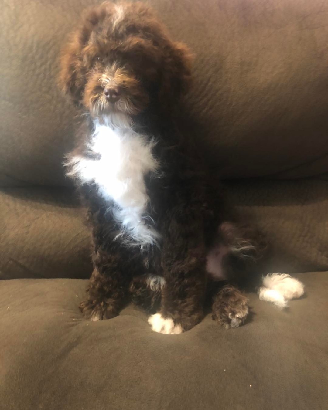 F1b mini Bernedoodle’s located in Saratoga Springs UT 801-859-7824
https://www.ohearonsamazingpuppies.com/available-pets