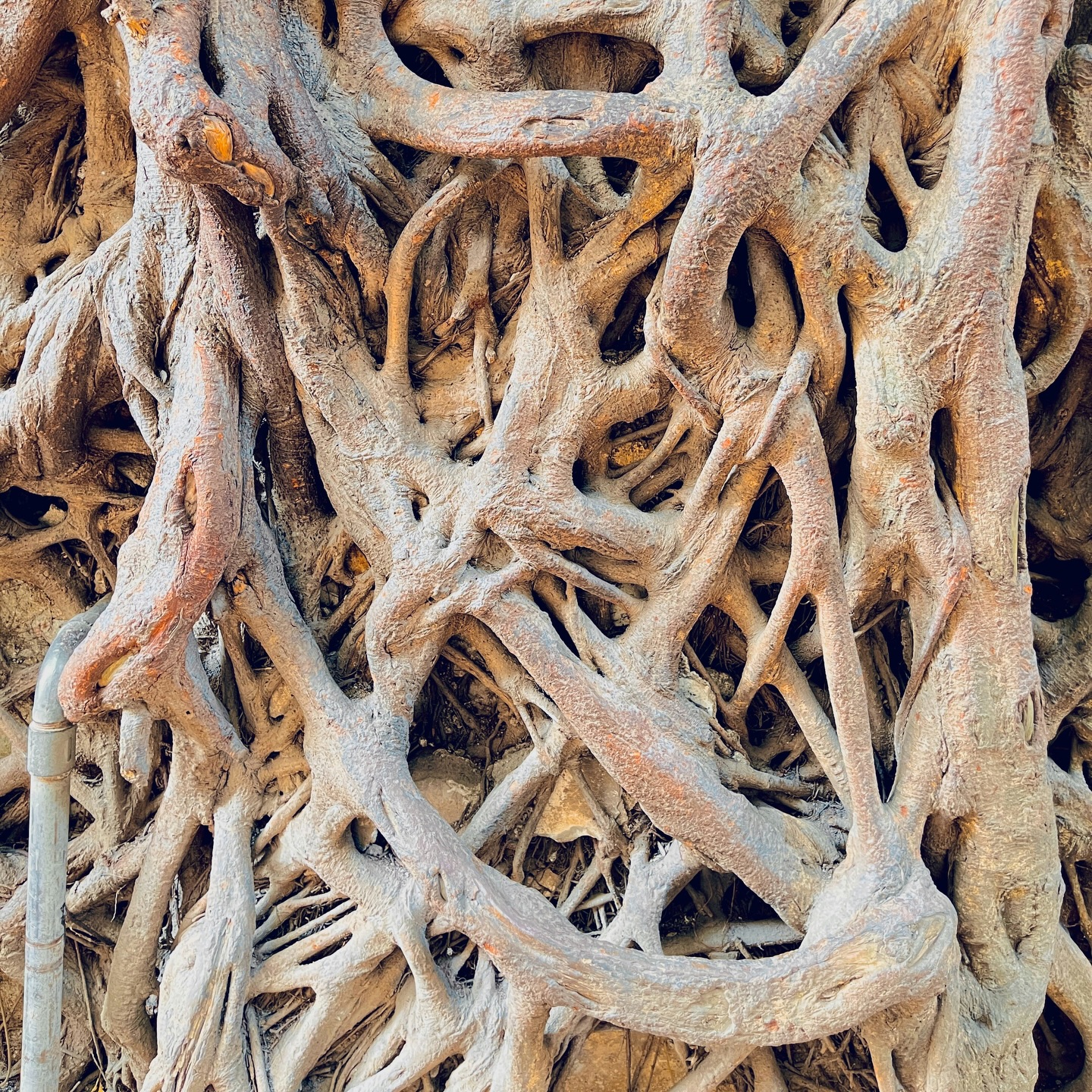 Les pieds.
On les oublie. On les cache. On les presse contre le sol sans vraiment les sentir.
En yoga, chaque posture debout commence là. On soulève les orteils, on les repose un par un. Pas pour faire joli mais pour sentir. Pour s’engager. La montagne, Tadasana, que tout le monde croit facile et que presque personne ne fait vraiment. Parce que tenir debout, vraiment debout, ça demande quelque chose.
En breathwork, je vois souvent des pieds figés. Des jambes qui ne bougent pas, ou au contraire des spasmes qui cherchent à sortir quelque chose. Quand ça arrive, j’y vais. Doucement. Pour qu’on retrouve le sol. Le soutien. Ce qui porte.
Moi-même, j’ai distordu des ligaments, tordu des chevilles, cassé des orteils.
À chaque fois, j’ai compris bien plus tard que mon corps avait arrêté ce que ma tête refusait de voir. Ne pas avancer, résister au changement, rester là où c’était connu même si ce n’était plus juste.
La guérison est passée par accepter de me remettre en mouvement. Pas en force. Pas vite. Mais en conscience, depuis le bas.
Les racines ne cherchent pas la lumière. Elles cherchent ce qui nourrit. Le reste suit.
❤️