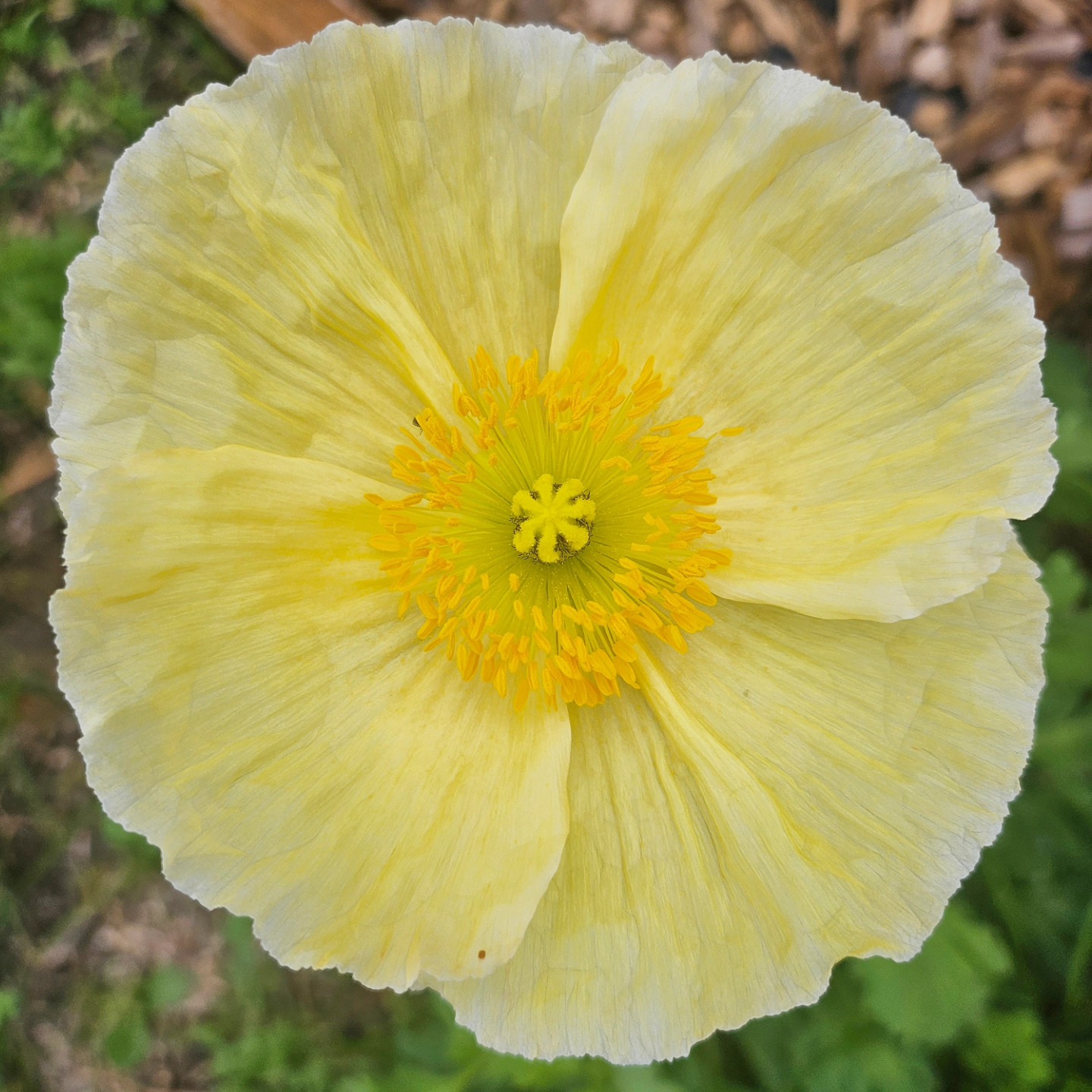 The garden has a few beautiful flowers about🥰
.
.
.
#gardeningobsession #farmliving #farmlife #farming
#mindfulliving #simplepleasures #cottagegarden #camdennsw #farmgirl #farmtotable #gorgeousfarm #beautifulfarmhouse #lookwhatigrew #homegrown #flowers #flowersofinstagram #poppy #borage #lavender #calendula #nasturtiums #snapdragon