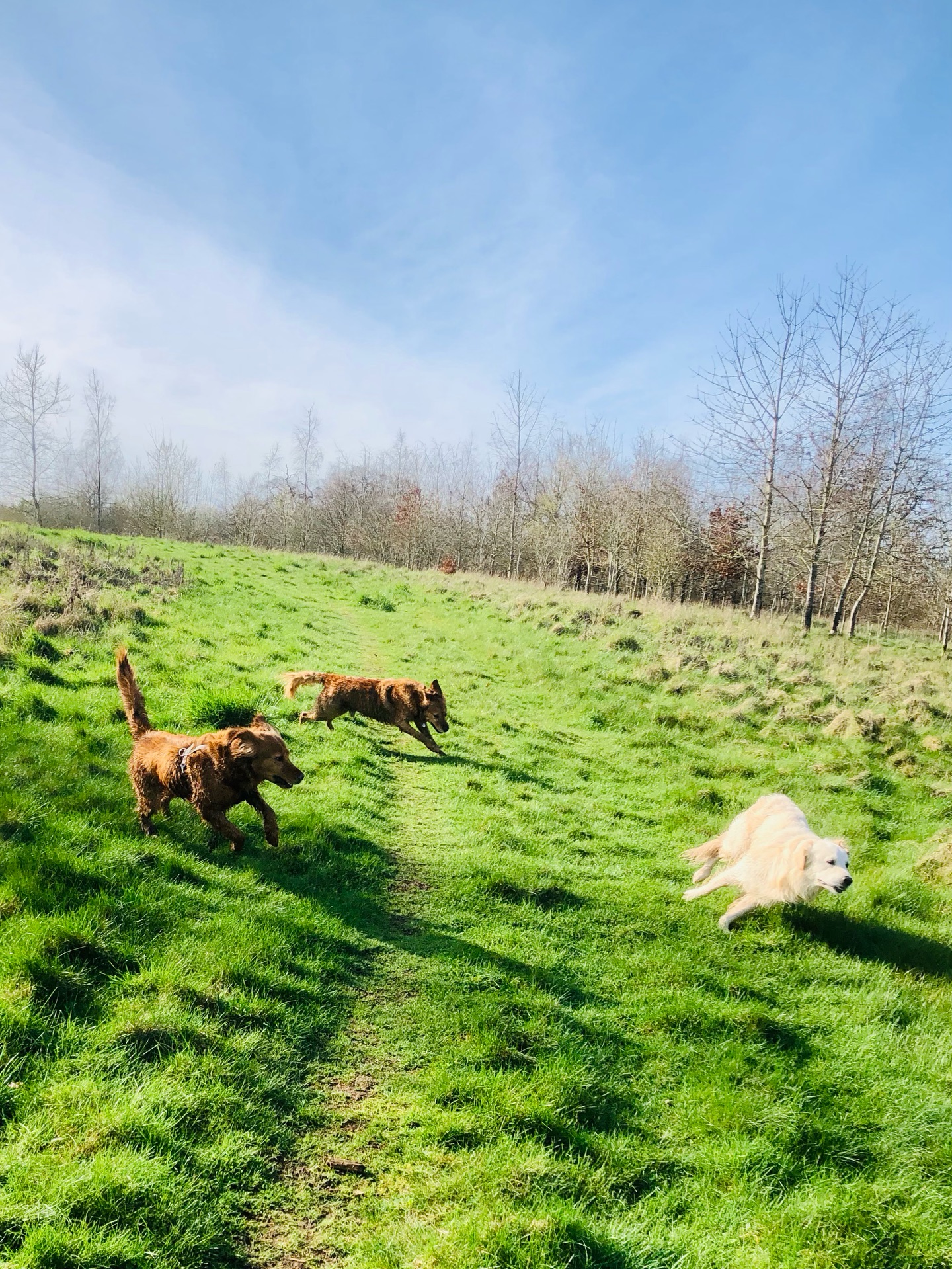 ☀️
If your dog would like to have a walk with us then contact us at www.ardendogwalking.co.uk and check out our half-day experience.
#ullenhall #tanworthinarden #hockleyheath #henleyinarden #dog