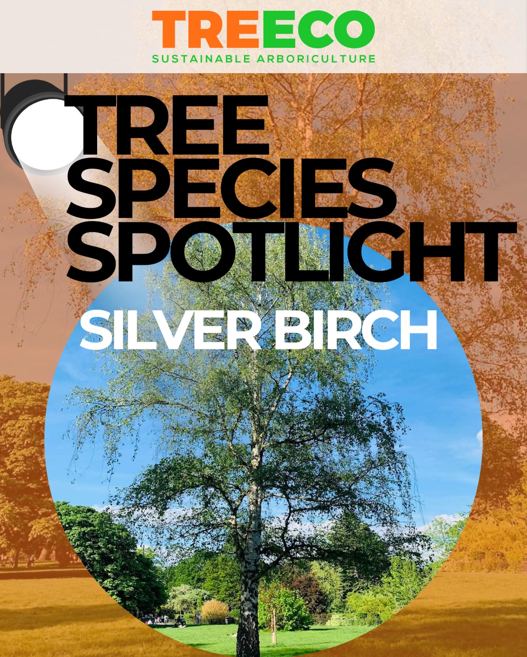 🌳 TREE SPECIES SPOTLIGHT: SILVER BIRCH
Silver Birch is one of the most recognisable trees in the UK, known for its striking white bark and light, airy canopy.
They’re a popular choice for gardens because they grow quickly and allow plenty of light through their branches.
But like many fast-growing trees, they can eventually become too tall or top-heavy for smaller gardens if left unmanaged.
Common issues we see with Silver Birch:
• Rapid height growth
• Overcrowded canopies
• Deadwood forming in mature trees
• Branches overhanging roofs, drives or neighbouring properties
Regular crown thinning or reduction can help maintain the tree’s shape, improve light in the garden and reduce the risk of storm damage.
If you have a Silver Birch in your garden and you’re unsure about its condition, feel free to send us a photo and we’ll happily advise.
🌳 TREECO – Sustainable Arboriculture