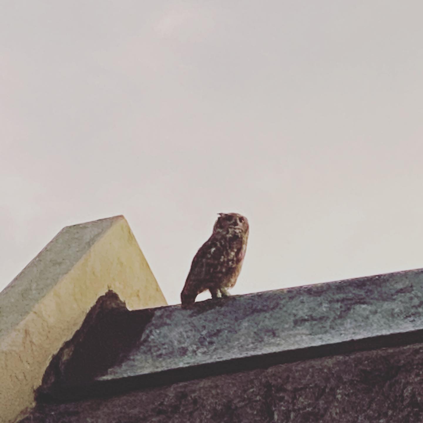 3 friendly owls popped in for a visit yesterday evening. #owls #rivergladesestate #lifestyleestate #wildlife