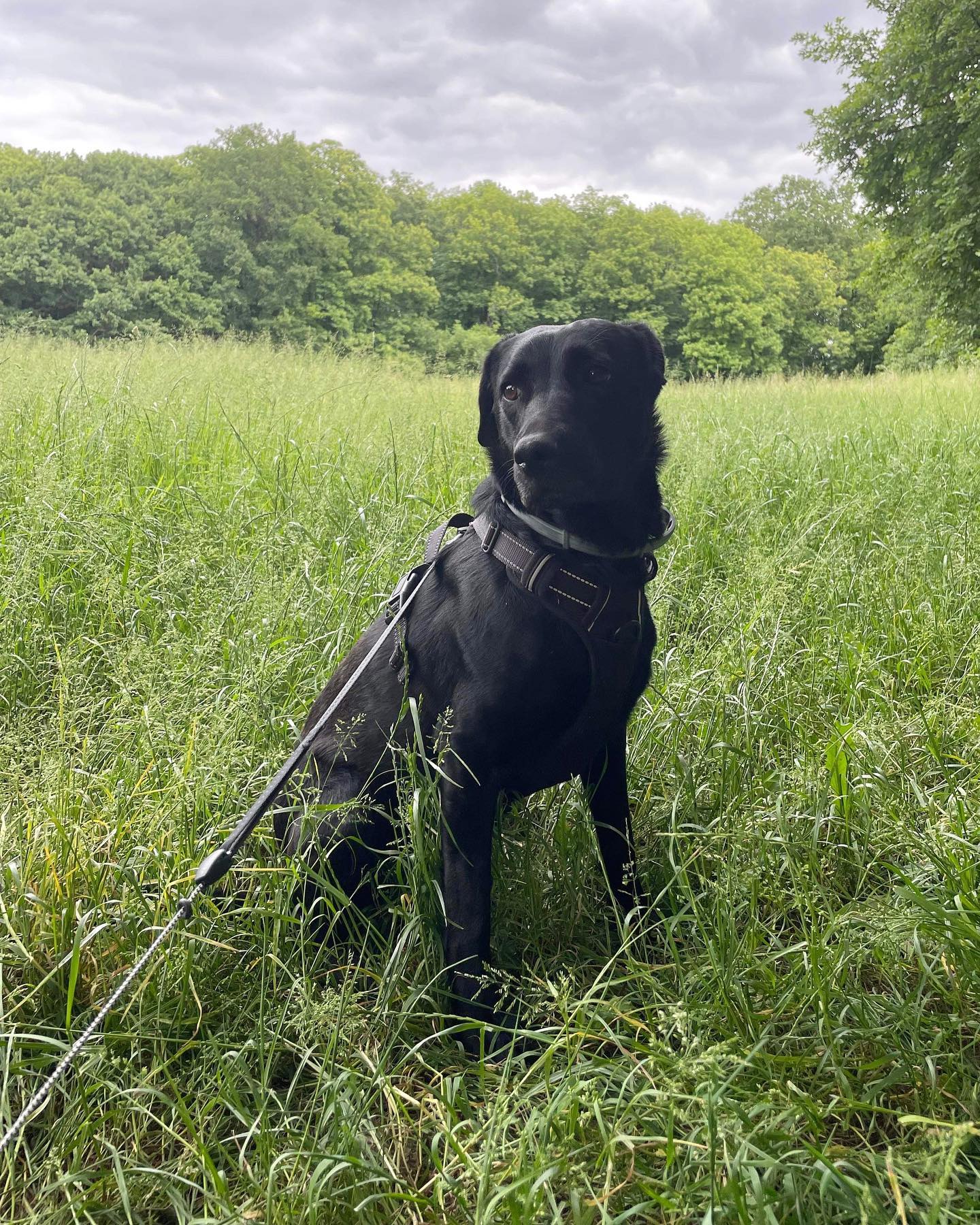 Ci-joint mon chien 🕺🐕🦺
Et elle s’appelle Tokyo 💜