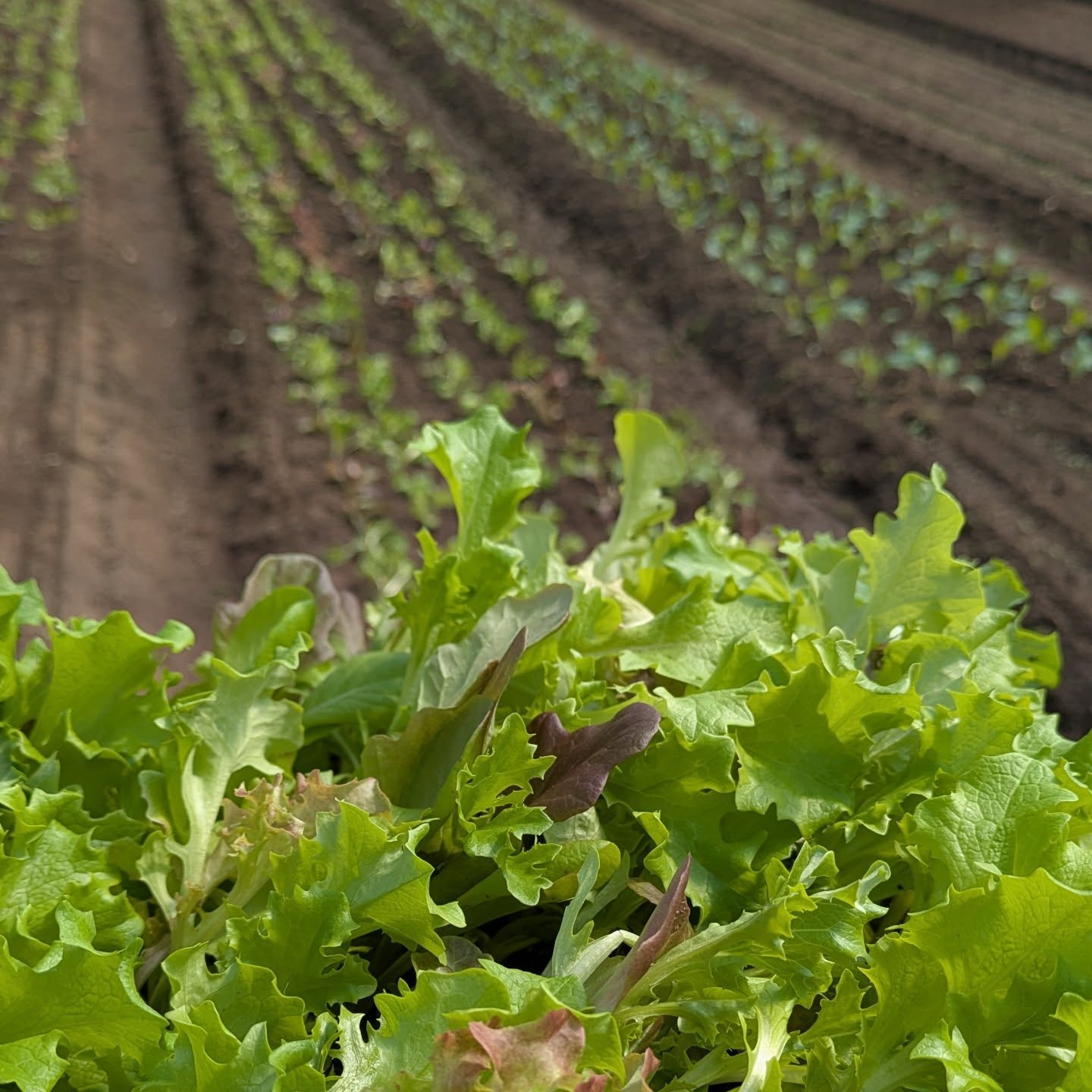 Plant plant plant plant plant plant and then plant some more!
While we're out here tucking plants into the earth, remember that you can get in on all this tasty future food! Join @columbusfarmclub this season: YES you will eat more vegetables than ever YES you will have fun with your food YES you will form a meaningful connection to your farmers and YES it matters and it's worth it.
Register online at columbusfarmclub.com 🥰