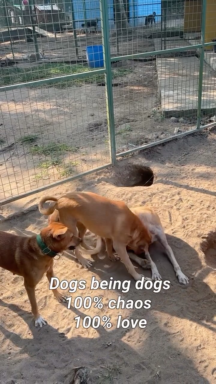 Dogs being dogs 🐶
Silly, chaotic and full of love.
Maybe your future best friend is here ❤️
#adoptdontshop #srilanka #dogs #doglover #animalrescue