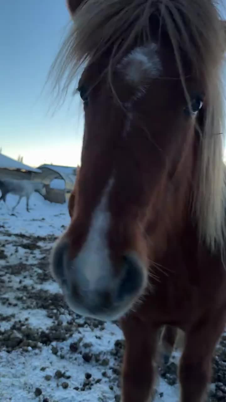 Such a peaceful night tonight #Alaska #reindeer #KenaiReindeerFarm #horse #kenaipeninsula