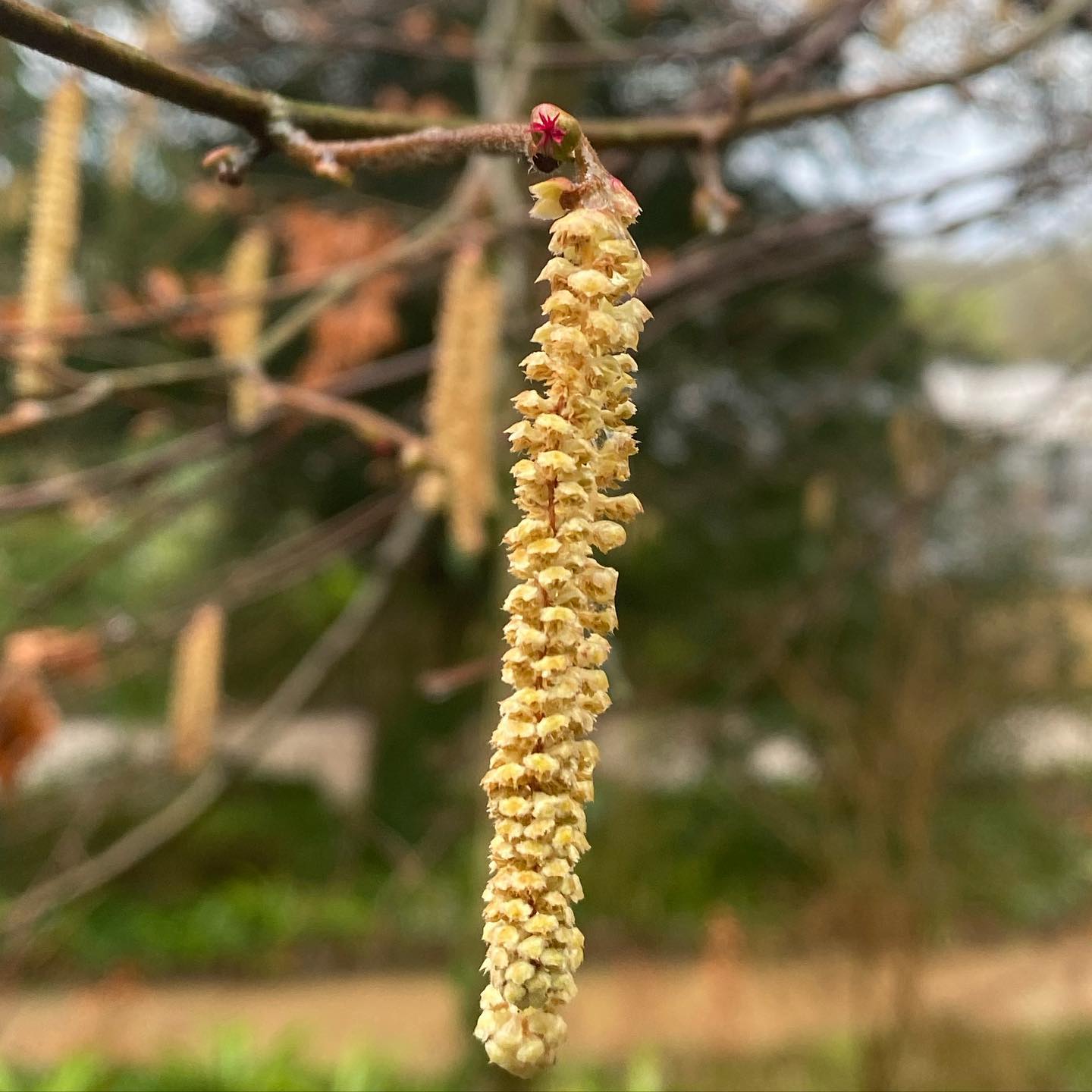 Fabulous dawn walk at #thenewt this morning. It was so lovely despite a damp cold start. Thank you so much to the team especially Arthur and Paula who shared their incredible wealth of knowledge with us. #dawnwalk #thenewt #horticulture #bees #galanthus #wildhives #fabulouslandscapes
