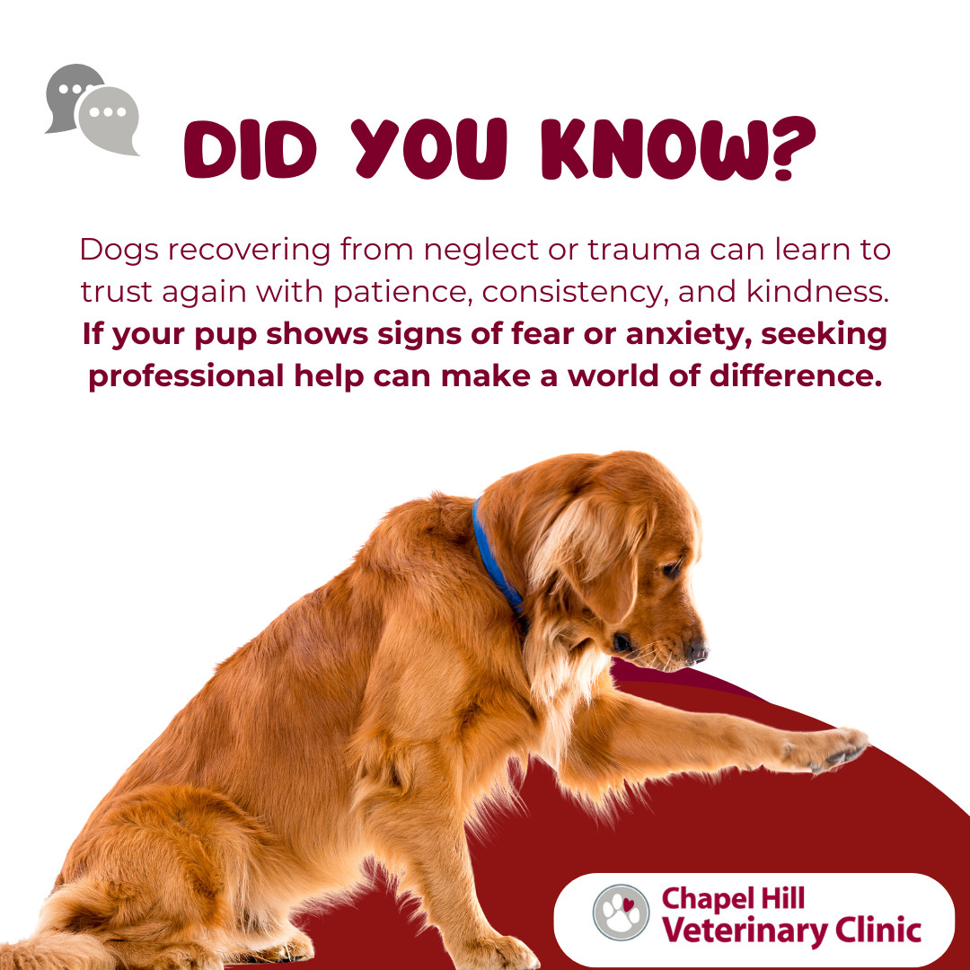 Every dog deserves a second chance at feeling safe and loved. 🐾