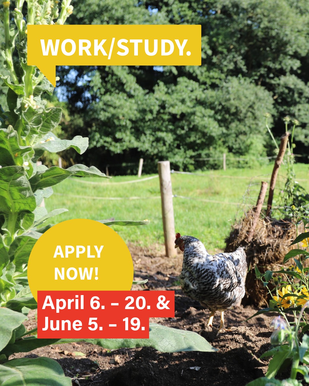 We're accepting applications for this year's Work / Study program focused on small-scale farming and permaculture. Only 3 spots left in our April cohort, apply now on our website - link in bio.
Přijímáme přihlášky na náš Work / Study program soustředěný na malozemědělstí a permakulturu. V dubnu máme poslední 3 místa, přihlašte se na našem webu - link v biu.
#workaway #permaculture