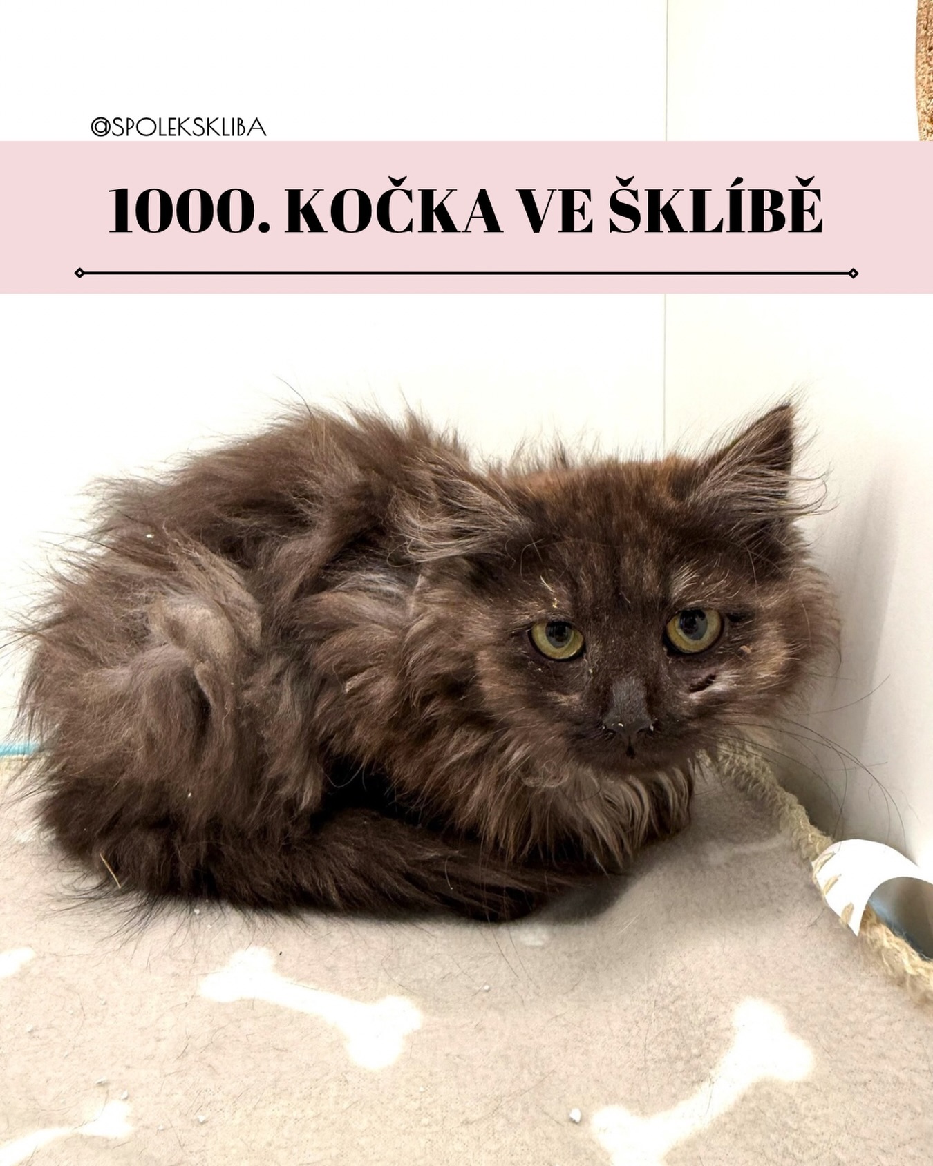Přátelé, držte si klobouky, protože dneska se u nás přepisuje historie! Máme tu milník, o kterém se nám před pěti lety, když jsme v pár lidech a s velkými sny začínali, ani nezdálo. Právě jsme u nás přivítali 1 000. kočičku! 🎈🐈
Když jsme před pěti lety ve třech lidech zakládali Šklíbu, byli jsme jen malý útulek s velkými sny a hrstkou naděje. Tipovali jsme si tehdy, jestli vůbec někdy tuhle magickou hranici překročíme. A že to přijde takhle rychle? To je prostě neuvěřitelné! ✨🚀
Z malého snu se stala základna naděje... 🌍❤️ Z té malé skupinky nadšenců se stala pevná základna pro opuštěné kočičí duše z celé republiky. Dnes už k nám neputují kočičky jen z okolí, ale jsme tu pro každého chlupáče v nouzi, ať je odkudkoliv. 🥰
Těch tisíc koček v sobě nese tisíc různých osudů. 💕 Jsou v ní ty stovky šťastných konců, kdy jsme vás viděli odcházet s přepravkou a úsměvem na tváři. 🏠✨ Jsou v ní ale i ty tiché, smutné příběhy kočiček, které u nás našly svůj poslední přístav a odešly za duhový most obklopené láskou, kterou do té doby nepoznaly. I pro ně jsme tu byli a i na ně s láskou vzpomínáme. 🕯️🌈
Ale ta nejdůležitější věc? Tu tisícovku jsme neudělali sami. Udělali jste ji VY. 🫵💖
✨Vy, co s námi jdete po této cestě od prvního dne.
✨Vy, co nám posíláte peníze na veterinu, když už nevíme kudy kam.
✨Vy, co sdílíte naše příspěvky, nosíte dárky a dáváte těm našim chlupáčům domov.
Jsme neuvěřitelně vděční, že jste v tom s námi. A vy, co jste u nás noví – vítejte v téhle bláznivé kočičí jízdě! Nehodláme zpomalovat, spíš naopak. Tisícovka je jen začátek. Cíl? Minimálně 5 000 zachráněných duší a svět, kde žádná kočka nemusí trpět venku hladem a nemocemi. 💪🔥
Tak co, jdete do toho s námi? Vzhůru na metu 5 000! 🐈💨
Napište nám do komentářů, která z našich kočiček vám za těch 5 let nejvíc utkvěla v paměti nebo kterou máte právě teď doma na gauči! Oslavme tu tisícovku společně! 👇📸🎉
Terka ze Šklíby 🐾