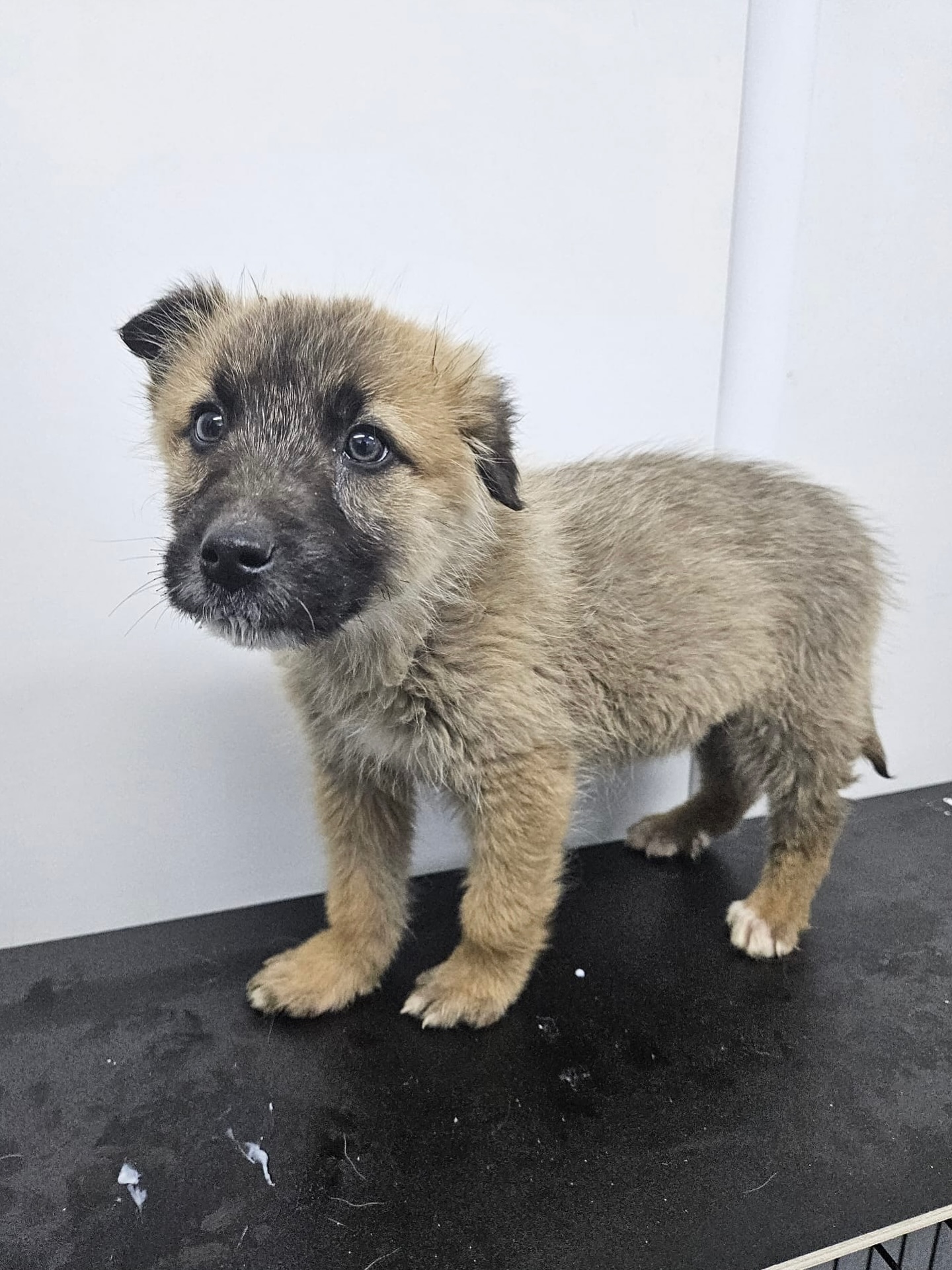 Zuhause gesucht für Oskar🩵
🚹 Oskar / Rüde
📏 wird mittel groß / ca. 01.2026 geboren
🐶 verträglich
💞 verspielt & welpentypisch
📍 Standort Ludus, Rumänien
Oskar und seine Geschwister wurden hinter einem Restaurant am Fluss gefunden, nur wenige Schritte vom Shelter entfernt.
Wie sie dorthin gekommen sind, wissen wir nicht. Ob sie auf der Straße geboren wurden oder ob man sie einfach zurückgelassen hat, wird für immer ihr Geheimnis bleiben.
Als wir die Welpen Mitte Februar persönlich kennenlernen durften, hat es uns sofort berührt. So klein, so zart… und doch schon auf sich allein gestellt. In diesem Moment war für uns klar: Wir möchten alles dafür tun, damit jeder einzelne von ihnen ein liebevolles Zuhause findet.
Oskar ist ein fröhlicher, sanfter und aufgeweckter kleiner Rüde. Sein strubbeliges Fell und sein treuer Blick verleihen ihm einen ganz besonderen Charme. Mit seiner neugierigen Art und seinem verspielten Wesen schleicht er sich direkt in die Herzen der Menschen.
Zurzeit ist Oskar etwa zwei Monate alt und wiegt gute 4,5 kg. Ausgewachsen wird er vermutlich eine mittlere Größe erreichen.
Bisher kennt Oskar nur das Leben im Shelter. Neue Situationen verunsichern ihn noch, manchmal reagiert er schüchtern oder vorsichtig, was nach diesem schwierigen Start mehr als verständlich ist. Er braucht Menschen, die ihm mit Geduld, Ruhe und ganz viel Liebe zeigen, wie schön die Welt sein kann.
Wir sind fest davon überzeugt, dass Oskar sich zu einem treuen, wundervollen Begleiter entwickeln wird, wenn man ihm die Zeit gibt, die er braucht.
Ab Ende April darf Oskar, selbstverständlich gechippt und vollständig geimpft, in sein neues Leben starten.
Öffnest du dein Herz für Oskar und schenkst ihm die Chance auf ein glückliches, geborgenes Zuhause?
💌 Bei Interesse an einer Adoption - füll gerne eine Selbstauskunft aus: https://wir-fur-hunde-in-not-ev.petoffice.app/adopt/?species=dog
(Link in unserer Bio)