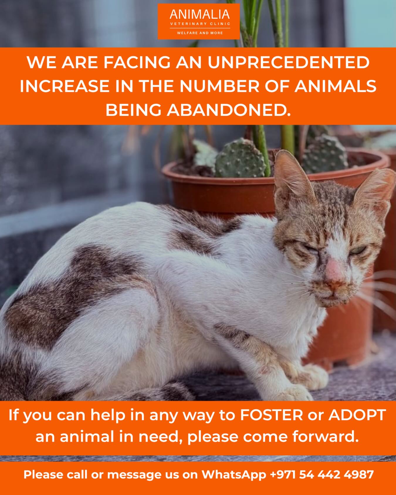 #animalsofwar #catadoption #dontleavemebehind #takemewithyouwhenyougo