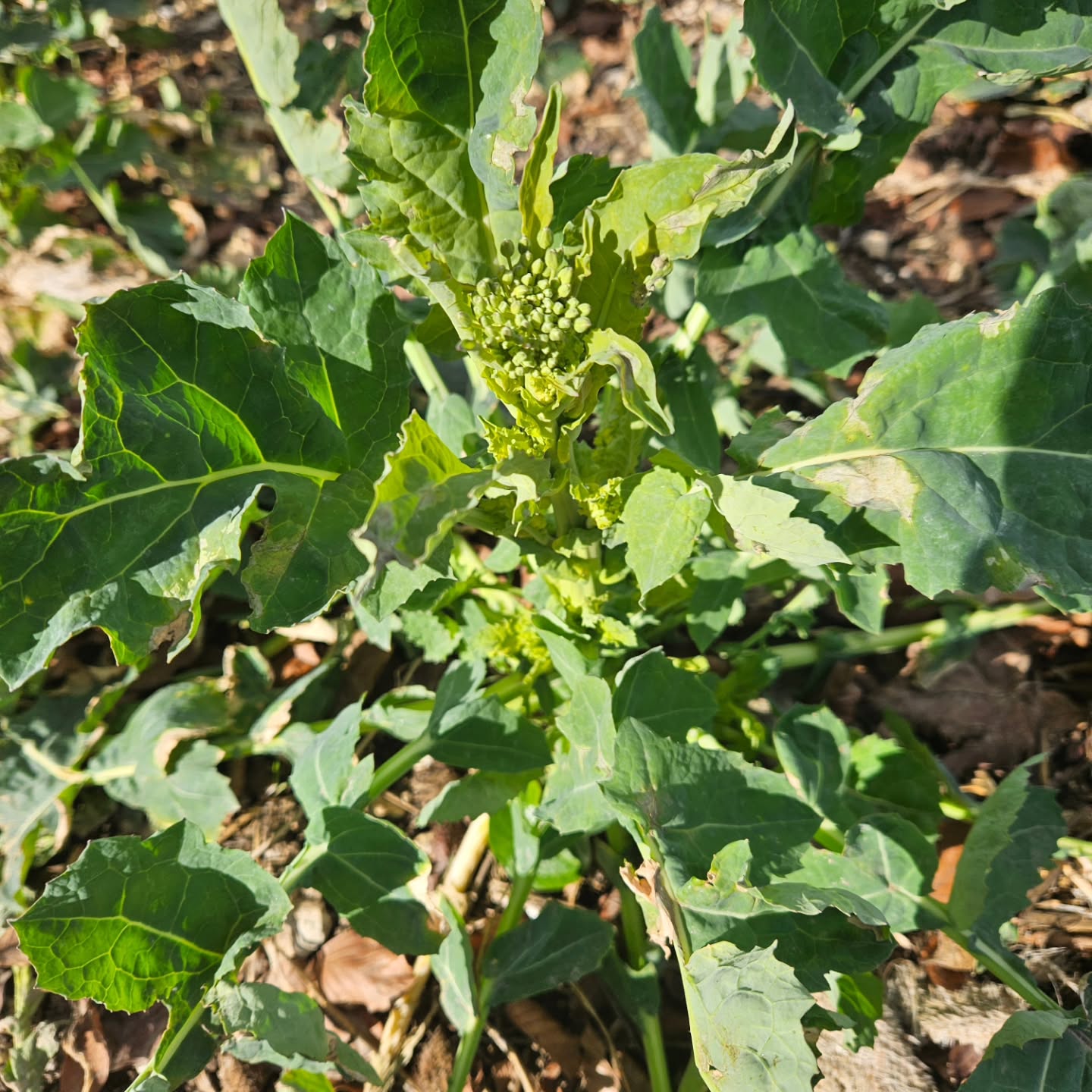 Lovely walk on the Yorkshire Wolds this weekend. This OSR isnt far off flowering. Bee season os just around the corner!