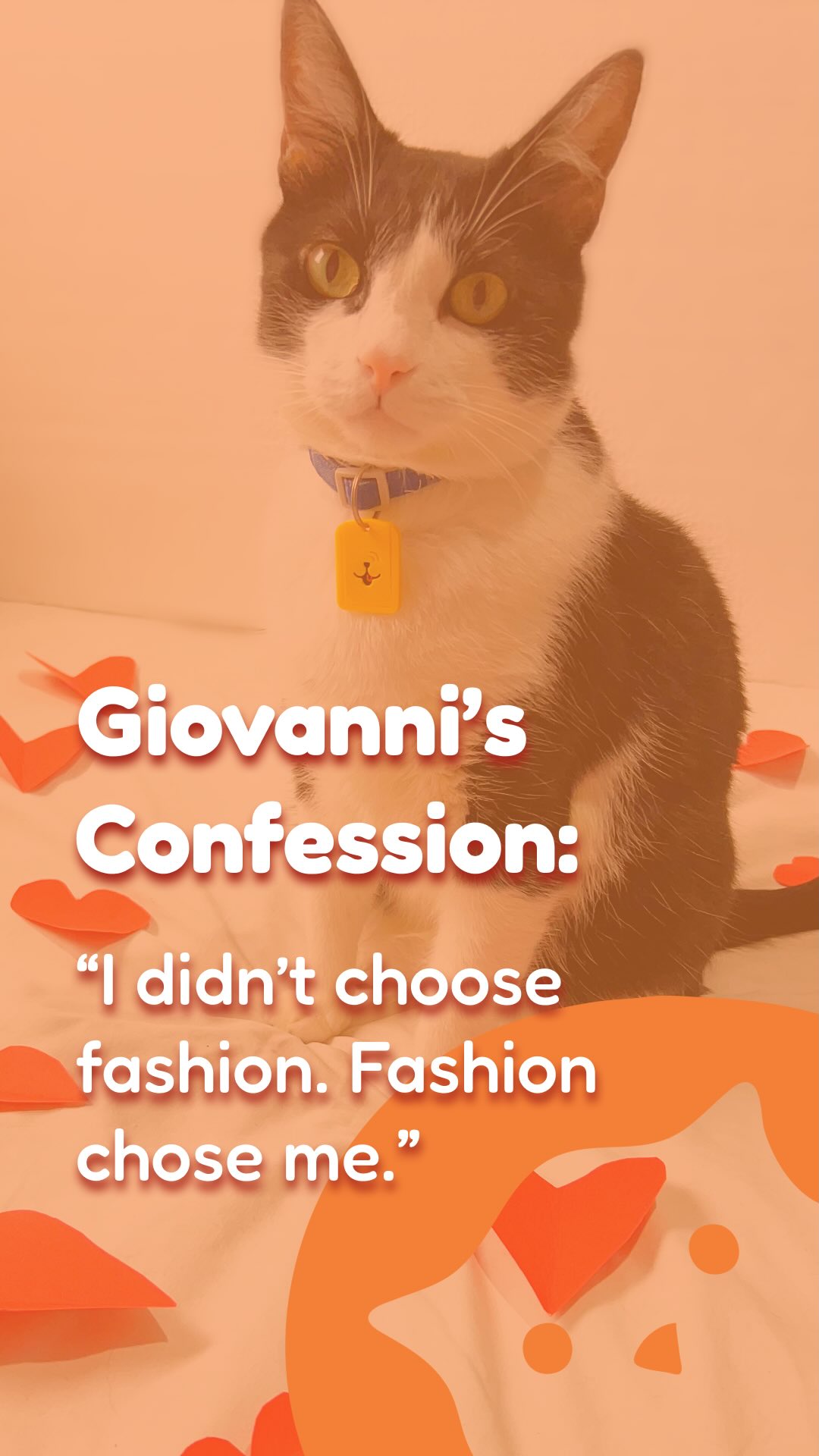 Les presentamos a nuestro famoso cat-fluencer @giovanni.catt desde Buenos Aires 🇦🇷. Escuchen la pequeña confesión de este tierno modelo fashion 😉🐾
---
Meet our famous cat-fluencer @giovanni.catt from Buenos Aires, and listen to the small confession from this cute little fashion model 😉
#catlovers #catsofinstagram #fashioncat #catmodel