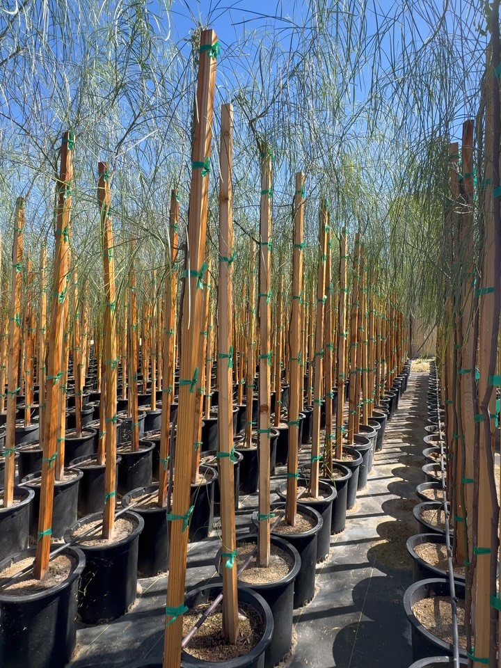 String Theory
Some trees shout.
Others simply stretch.
Acacia stenophylla — Shoestring Acacia —
is elegance elongated.
Long, lean, lissome phyllodes (not leaves, botanically speaking)
cascade in slender ribbons, giving the tree its signature “shoestring” silhouette.
But the slender look hides serious science.
Member of the Fabaceae family, this acacia quietly fixes atmospheric nitrogen through root nodules — enriching the soil while it grows.
Riparian by origin, desert by disposition.
In the wild, Acacia stenophylla traces the waterways of inland Australia, where floods and droughts alternate like seasons of a long story.
Which means resilience is written into its roots.
Heat tolerant.
Salt tolerant.
Wind tolerant.
And surprisingly tolerant of soils that would send fussier trees packing.
Graceful in motion.
Generous underground.
These 15 gal Shoestring Acacias may look delicate, but don’t let the slender style fool you —
they’re built like botanical steel cable.
Rooted in resilience.
Grown for grace.
Supplied for landscapes that stretch the horizon.
#AcaciaStenophylla #ShoestringAcacia #DesertTrees #RoadrunnerTreeFarm #CasaDelZorroNursery