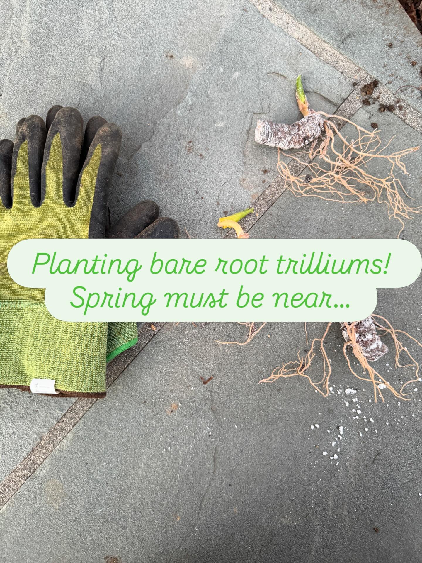 Thanks to Edgewood_gardens.net for the high quality rhizomes!!!