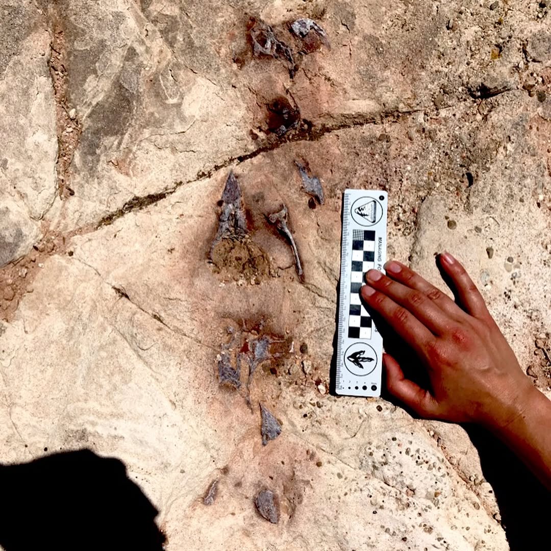 My first find of the field season! This is a series of about three vertebrae...and that’s about all we can tell for now! 😂 These are probably from a #theropod dino or baby #sauropod dino.
.
All of the fossils from this site are weathering out of extremely hard, coarse sandstone. Basically concrete. So we’re not yet removing anything, but instead are just documenting, drawing, photographing, and describing what we see in the rock.
.
Something else challenging is that the fossils are all preserved in weird views and weird planes through the bone, which makes specific identification extra tricky (so it’s not surprising if these aren’t readily recognizable as vertebrae!). Fortunately my colleagues and I have spent a lot of time staring at CT scans of bones, so we’re pretty good at figuring stuff out from a random two-dimensional slice.
.
Second pic is me holding a scale bar by two large chunks of bone found next to the vertebrae (which you can still see just to my left). No idea what these are...yet!!
.
#fieldwork #science #scicomm #dinosaur #utah #bones #fossil #vertebrae #jurassic #womeninstem #ladyscientist
