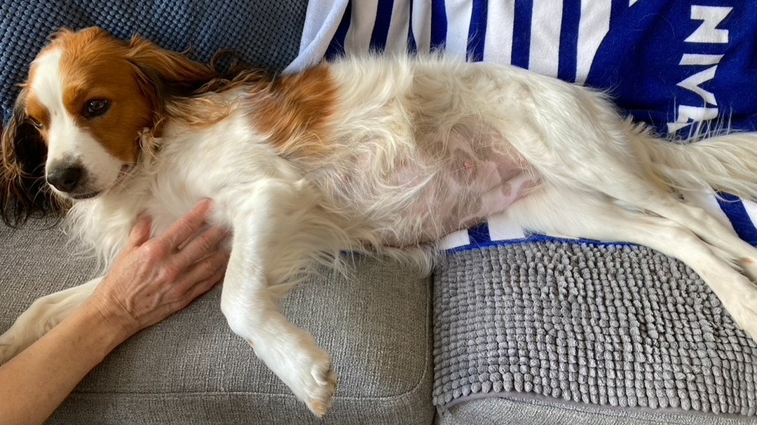 Het buikje groeit!
Lees meer op de nieuwe blog (link in bio). #kooiker #kooikersofinstagram #kooikerhondje