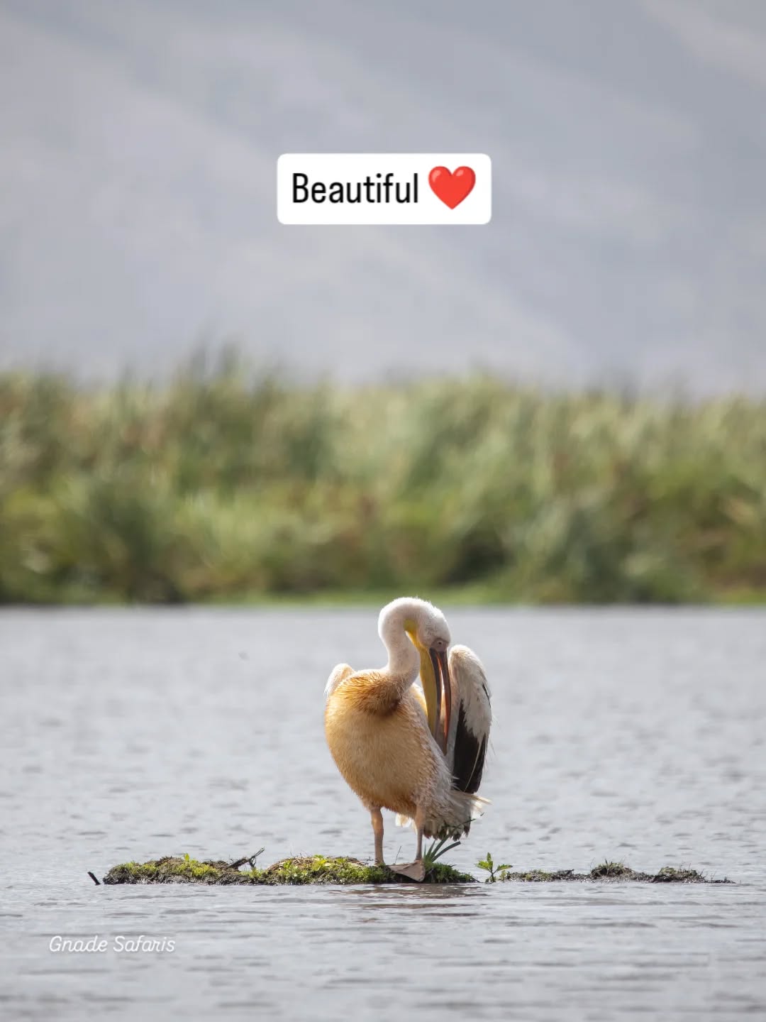 Peaceful moments in the wild 🌿
A beautiful Great White Pelican enjoying the calm waters of Ngorongoro Crater, where wildlife and nature exist in perfect harmony. Tanzania safaris are not only about the Big Five — they are also about these quiet, magical scenes you never forget.
Every game drive brings something different, something real, something wild.
Plan your Tanzania safari with experts
🌍 www.gnadesafaris.com
📧 info@gnadesafaris.com
📱 WhatsApp +255793832959
#Ngorongoro #TanzaniaSafari #WildlifePhotography #AfricanSafari #NatureLovers BirdLife SafariExperience GnadeSafaris 🦩🌍