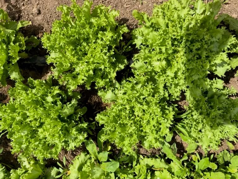 a few (of many) things you can get from us at @heirloomfm this Sunday! Frisée endive! Tendersweet cabbage! Iceberg lettuce! Lambsquarter! Red butterhead! & pork!