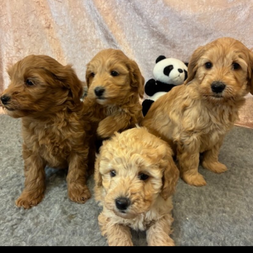 Nydelige valpene til Pernille skal være ute denne helgen på åpent hus! 🐶
Lørdag og søndag, klokken 12-14. 🐾
Ta gjerne turen innom for å hilse på oss, disse og noen av hundene våre!😊🐶🐕🦺
#cobberdog #cobberdogpuppy #australiancobberdogsofinstagram