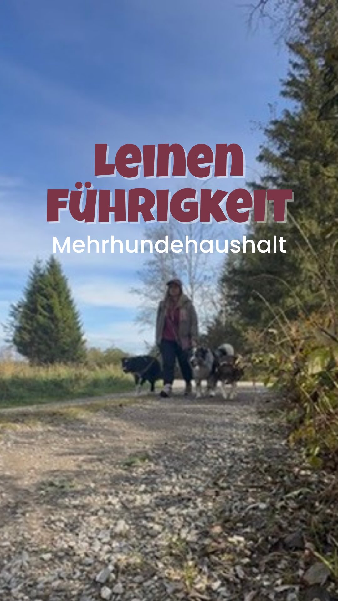 Leinenführigkeit & Mehrhundehaltung 💡
Pauschal lässt sich keine Position festlegen. Welcher Hund wo am besten läuft ist …
🐾 … individuell
🐾 … kann Kontext abhängig gehandhabt werden
🐾 … abhängig vom Können des Hundes
🐾 … abhängig vom Können der anderen Hunde
🐾 … abhängig von Hundehalter/ Hundehalterin
🐾 … persönliche Vorliebe
#mehrhundehaltung
#leinenführigkeit