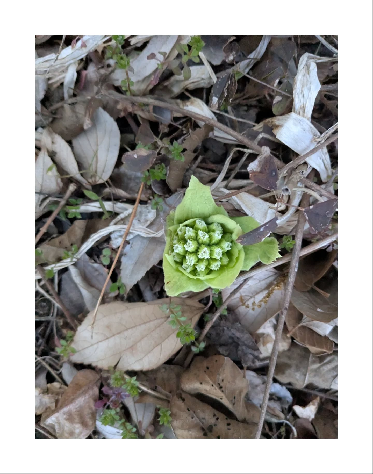 【つづねの日常】
ふきのとうがひょっこり。
まだまだ寒さはありますが春が近づいてきています。
ぼちぼち農作業も始めていきます。
農業体験もできるのでご気軽にご連絡ください。
#1日1組#古民家#宿泊#農業#nagano