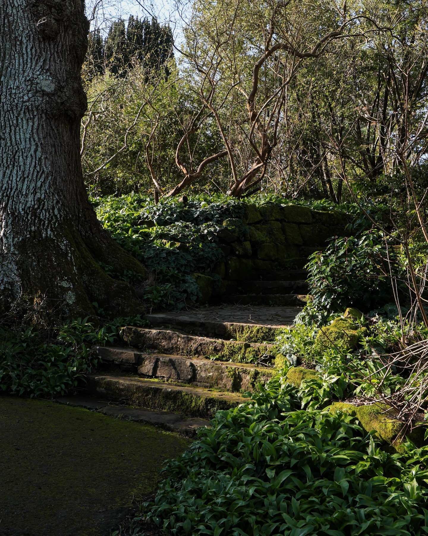 The Soft Archive | edition eleven
Last week unfolded in soft light - mornings where the sun slipped through bare branches and laid bright paths across still water. Mossy steps and quiet corners slowly waking.
Primroses gathered in small clusters of pale yellow, while daffodils lifted their golden faces as if they’d been waiting patiently for their moment.
It was a week of gentle light and small awakenings, the garden stretching slowly toward spring.
#bordehillgarden #daffodils #hellebores #gardenphotography #naturescape