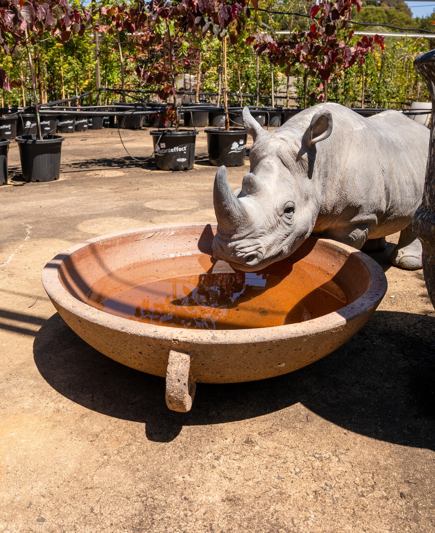 In the hot months, a reliable water source draws in birds, lizards, frogs and beneficial insects, especially when it’s set low, kept clean, and placed near a bit of cover.
We can’t promise it’ll attract a rhino… but the smaller locals will certainly appreciate it.