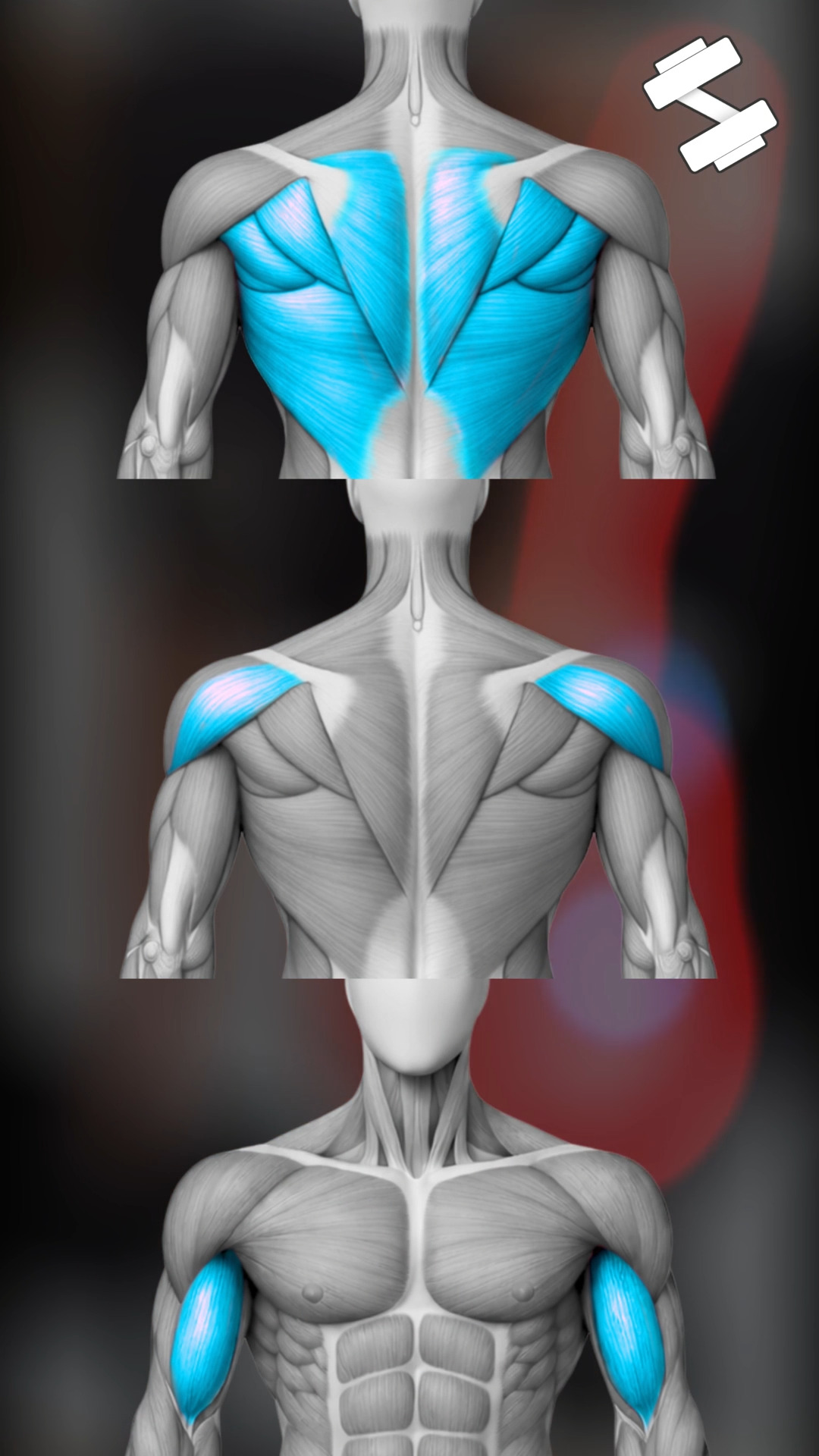 3 gode øvelser for øvre del av rygg, bakside skulder & biceps! #Hjemmetrening