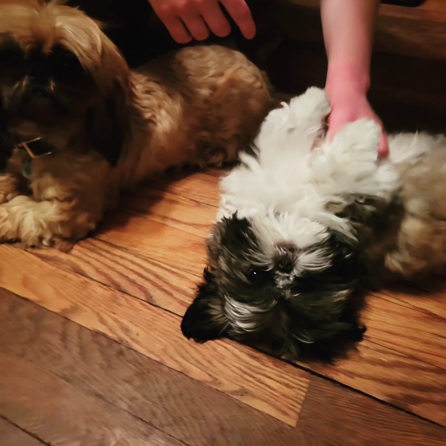 What a cutie. Even Maple thinks so! (Maybe she's biased like I am with my kids? Ha.)
Now that we're down to the one pup (phew!), it was time to reset the puppy pen. We moved everything, scrubbed & sanitized everything, and replaced the plastic flooring with waterproof mats. This is where Growler/Peanut/Snuffleufagus stays overnight.
I don't really recommend leaving young pups in crates all night, though I do like crates for certain purposes. But for young pups that still need to move and play a lot, I prepare a safe play pen space: litter in one corner (tiny bladders need to be emptied often!), and a play/sleep space on the other side.
I keep food and water in with the pups close to 24/7 when they're super little - if their bodies want food, I want them to have it! I normally stop putting food and water with the pups overnight shortly after they wean (8-10 weeks). However, if they are in the pen more than 8 hrs a day (perhaps they need to be contained during someone's work shift, and then also overnight), they need food and water as well.
Does this delay housebreaking? Sure. Does it do so detrimentally? I don't think so, we haven't had that problem. Young pups are willing and able to learn, and can do so when there is someone able to be with the pup all the time. But accidents still happen at this age, and ensuring that the pup has an approved place to go potty consistently is better in the long run than crating for long periods of time and having messes in the house when someone has a tricky schedule - that makes potty training difficult and confusing for a young dog. And that confusion is much worse when the poor pup just wants to do the correct thing for its humans!
Some days I'm able to spend more time with the young pups, and so I have them in the house and watch them, and they go outside every hour or so. Other days... well, I just don't have that time, so I keep them contained in a smaller area of the house. But the pups are safe, have good rules to stick by, and have the space to play and eat and potty and sleep.
And as you'll see in the photos - yes, the pups are indeed litter trained!
Happy Training!