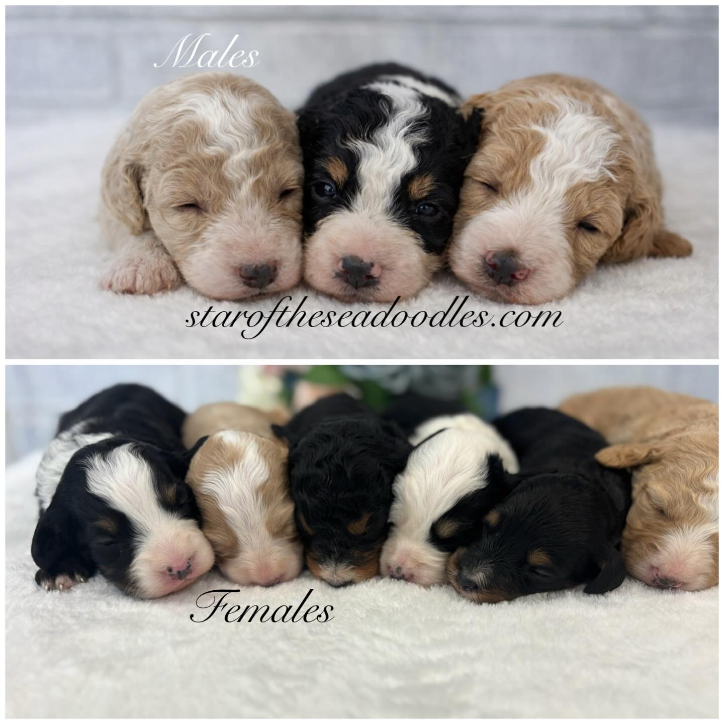 Contact me about available puppies 🐶 #minibernedoodles #doodlepuppies #3weeks old #floridabernedoodles