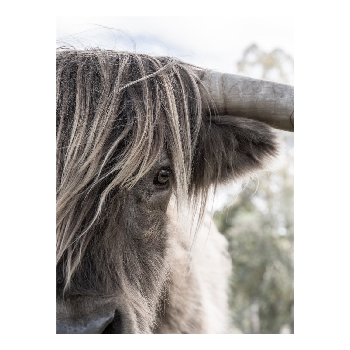Meet Ollie, the friendly Highland Cow.
Ollie was nice enough to let me photograph him for 90mins, in exchange for carrots and apples. More photos of this guy coming soon!
#highlandcows #tasmania #highlandcow #fujifilm #farmlife