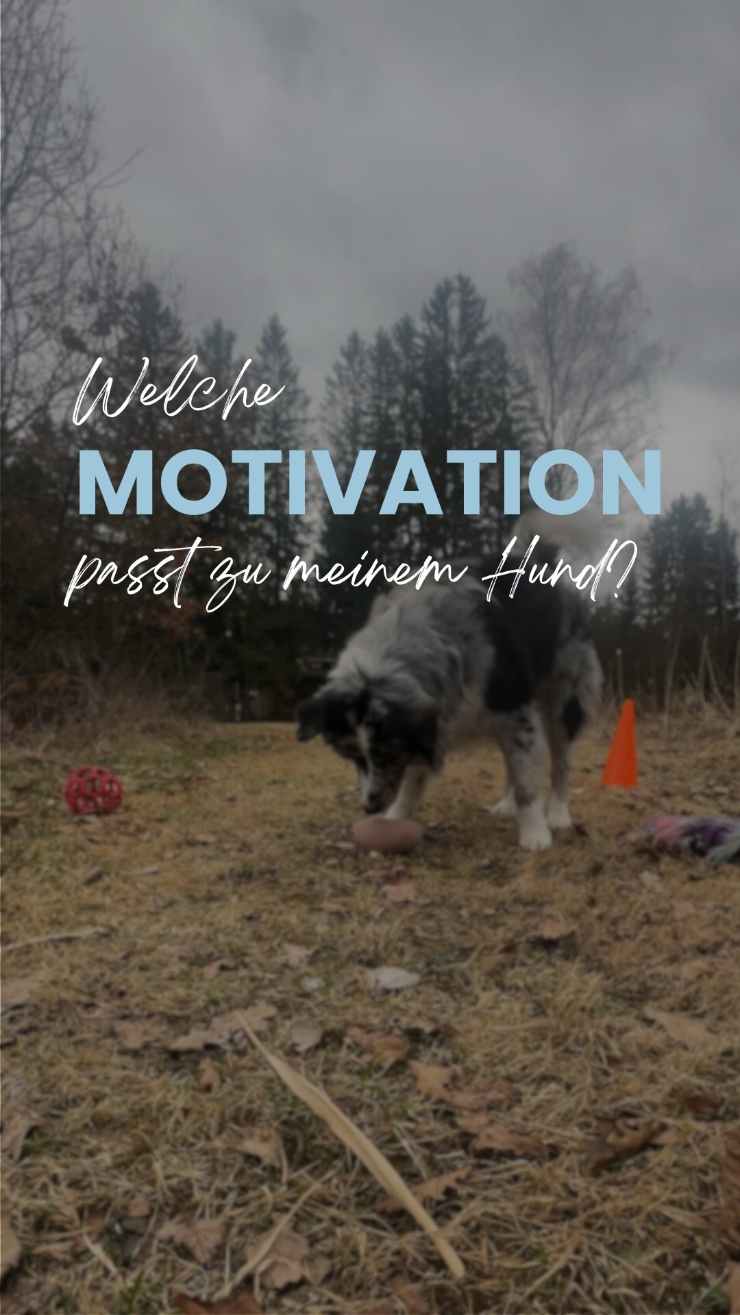 Wahl der richtigen (extrinsischen) Motivation 🐾
Es gibt Hunde, die stehen total auf Futter und es gibt Hunde die lieben das Spielzeug.
Gleichwohl kann der Fokus auf das Spielzeug aufgebaut werden (Stichwort: Spielen lernen).
Dein Hund wählt, was gerade eine Motivation ist & diese kann auch variieren. Lass ihn doch mal wählen!
Hast du schonmal eine Liste erstellt, was dein Hund gerne mag?
🐾 Spielzeug
🐾 Bewegung
🐾 Gemeinsam Rennen
🐾 Soziales Lob („Super“)
🐾 Besondere Kekse (Käse, Wiener…)
MOTIVATION
TRAININGSMOTIVATION
#Motivation
#hundemotivieren