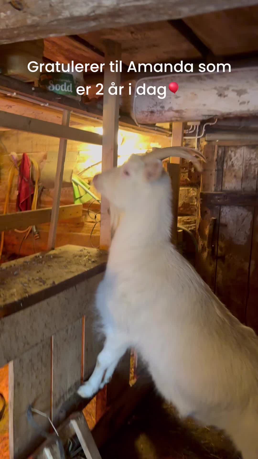 I dag er Amanda 2 år🎈 Hun er smart, kreativ og har kontroll på sine omgivelser😊 Derfor sjekker hun om jeg har glemt noe mat på de faste stedene😅 Hun elsker kos - overalt🤩