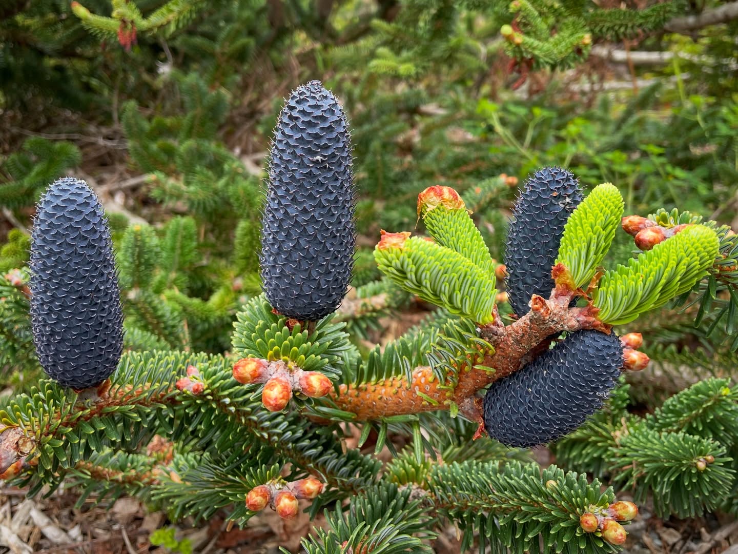 Calling all coneheads! 🌲 Join MCBG Horticulturist Paul Ruiz-Lopez for a Nature Walk on March 14 or 28 focused on the conifers of MCBG. Explore our native and exotic conifers, including rare and endangered species. Immerse yourself in the Gardens’ beauty, feel the calming power of being in nature, spot wildlife, and learn to think like a naturalist.
Free with Gardens admission, and complimentary for members! Register now to save your spot.