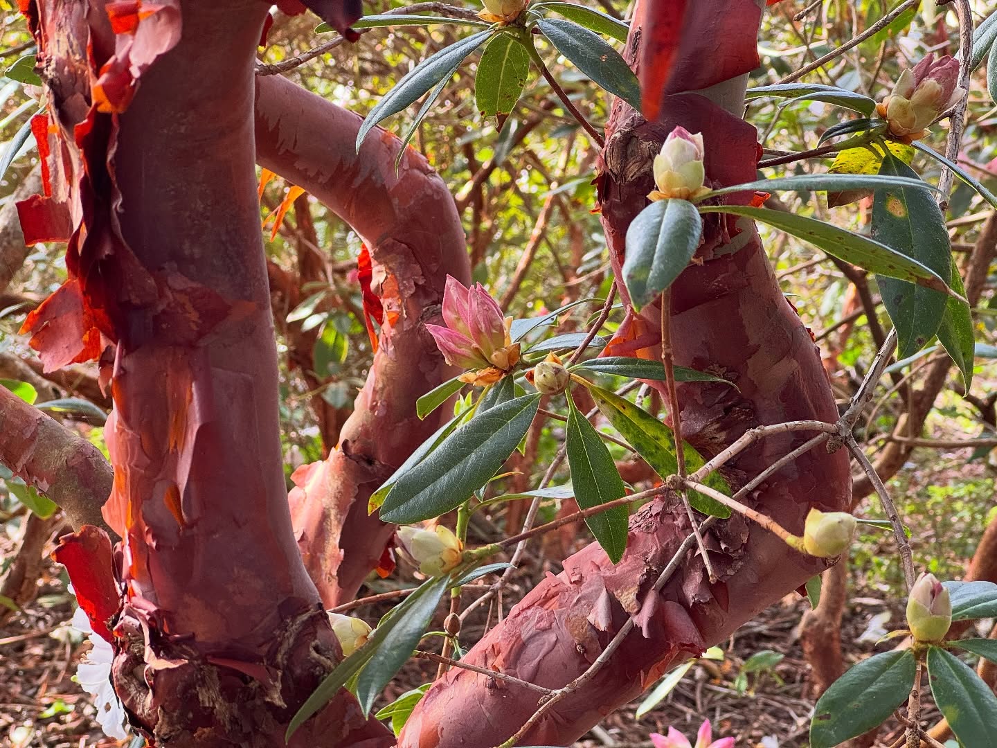 📚✏️ Teacher Appreciation Membership Sale 🖍️ 🎨
As the light shifts and the season turns, we celebrate the people who shape what comes next. To celebrate the arrival of spring and the vernal equinox, we are honoring the educators who help our community grow.
For one week only—March 13 through the first day of spring, March 20—teachers receive 35% off any membership level as a thank you for the work you do every day. Must be purchased in person at the Gardens for a discounted rate; offer not valid for Museums for All level.
Teachers do more than lead lessons. You spark curiosity, model stewardship, and help young people understand their place in a living, breathing world. Every student who learns to ask questions, care for their community, and notice the natural world is part of a more hopeful future. They will be the ones to protect and nurture our shared landscapes.
You nurture minds all year long. Let us help you nurture your own sense of wonder this spring.
#teacherappreciation #botanicalgardens