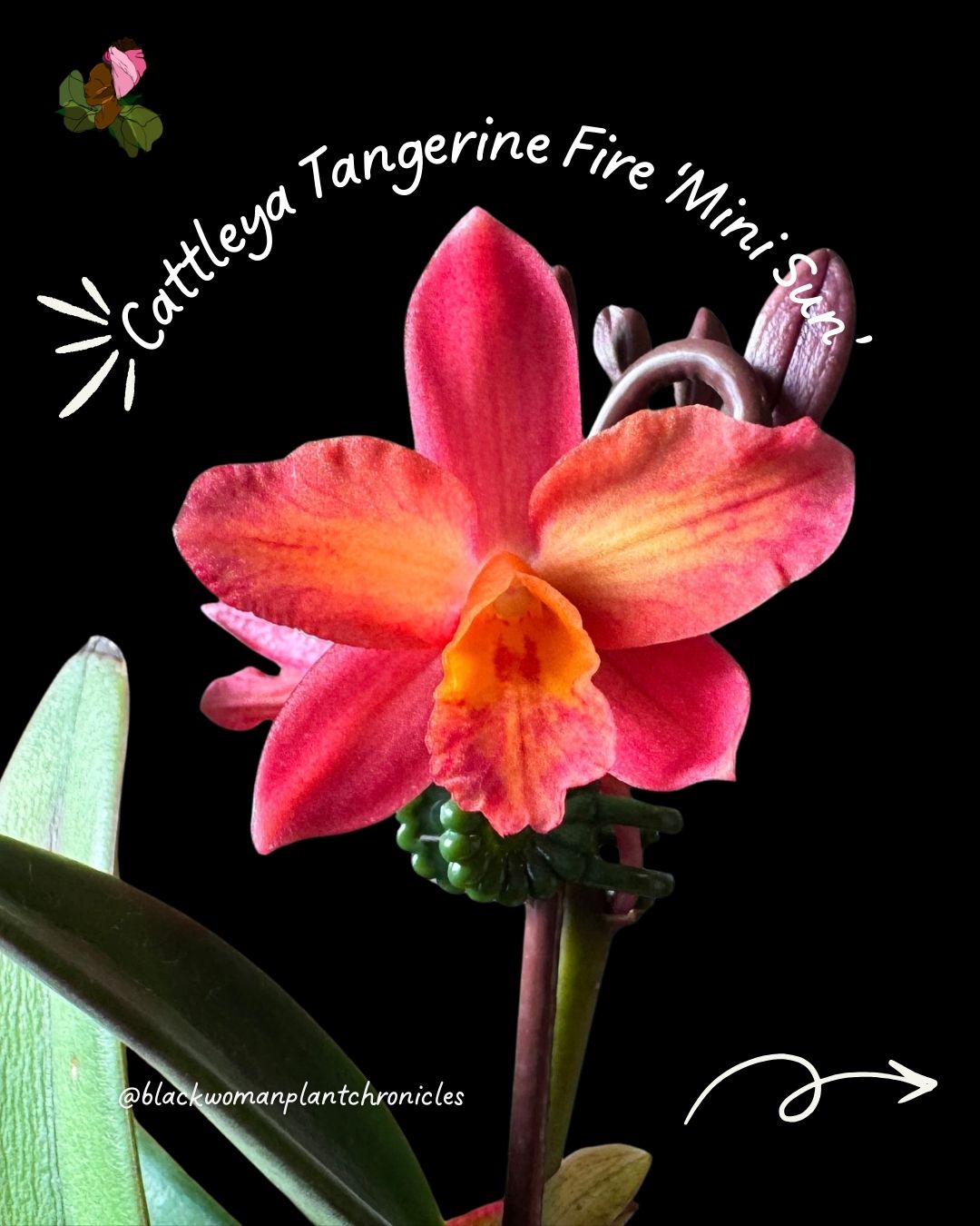 ✨ A little bloom joy from the @soosorchid show and sale weekend ✨
Swipe to see some of what’s blooming and what followed my home.
What’s flowering in your space right now?
#OrchidLovers
#SOOSShow
#BloomingSeason