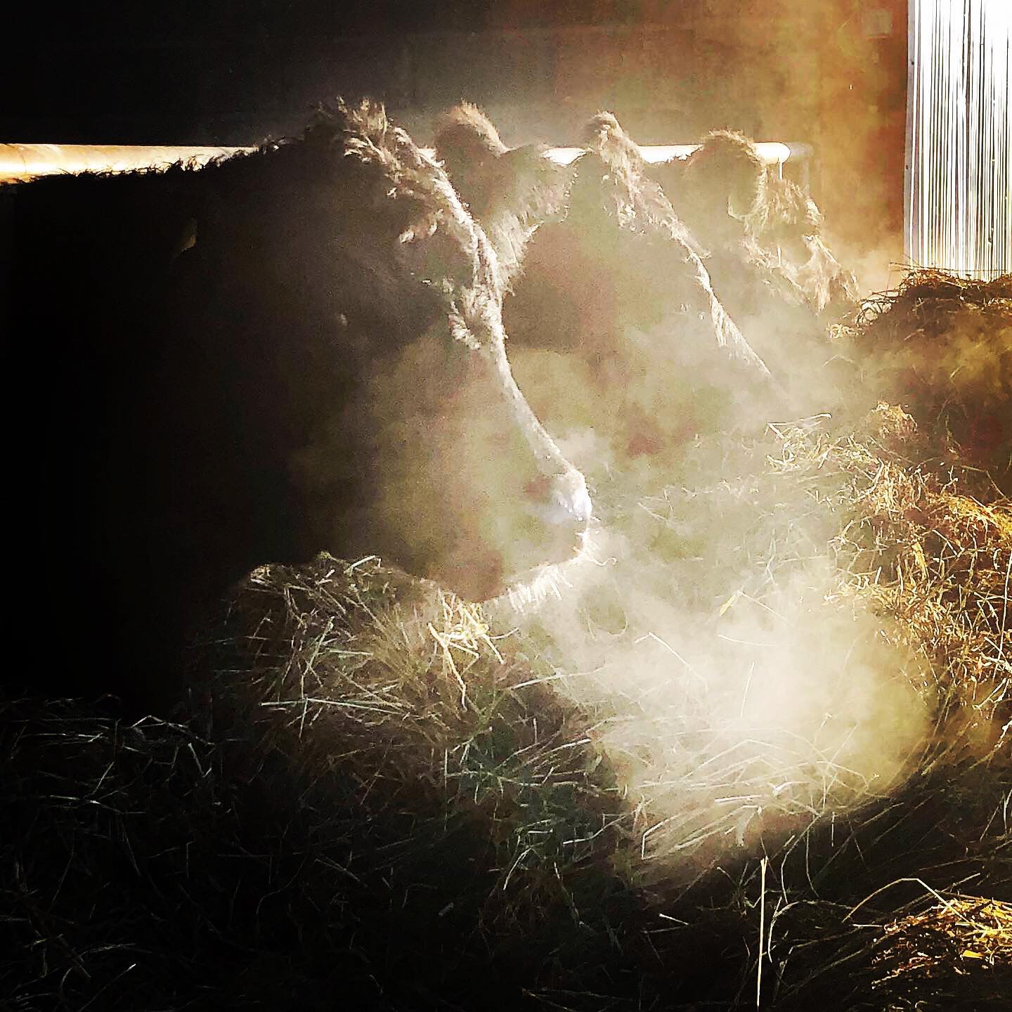 Cold enough to see your breath this morning at the Croft.