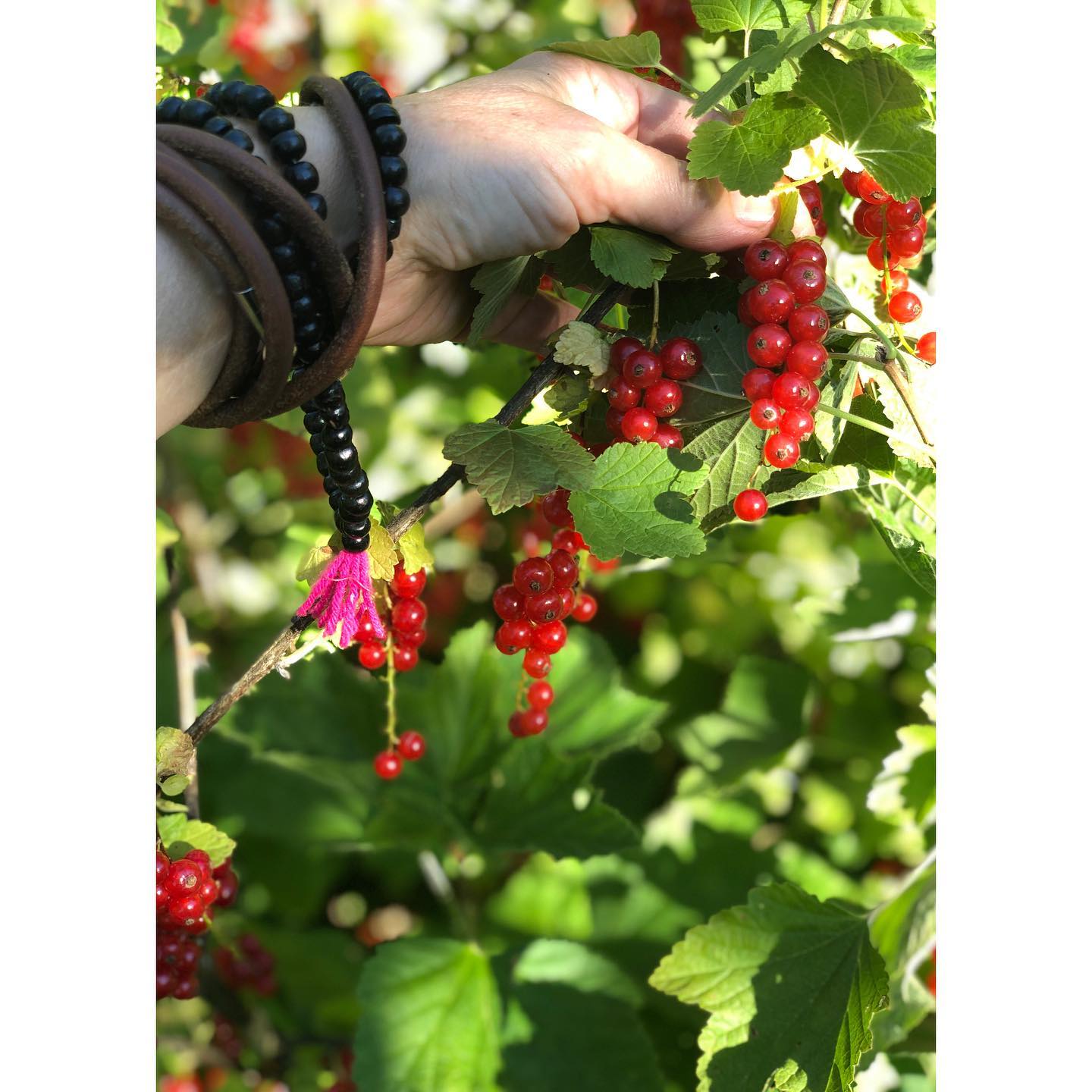 Harvesting these little gems in my mother's garden made me feel deeply at home and anchored in my maternal lineage.
With my grandmother, who never had time to weed and for whom I picked the blackberries in the thorny bushes in the summer ... with my mother, a perfect and tireless gardener, who swears that with gardening she also cultivates a mental cleansing … with my daughter, who is now a mother herself and who is carrying the seeds of all her predecessors, while connecting and working with plants in a whole new way …
..
and in between is my place, the admirer of it all!
#redcurrants #preserve #lowsugar #organic #seasonal #makingrealthings