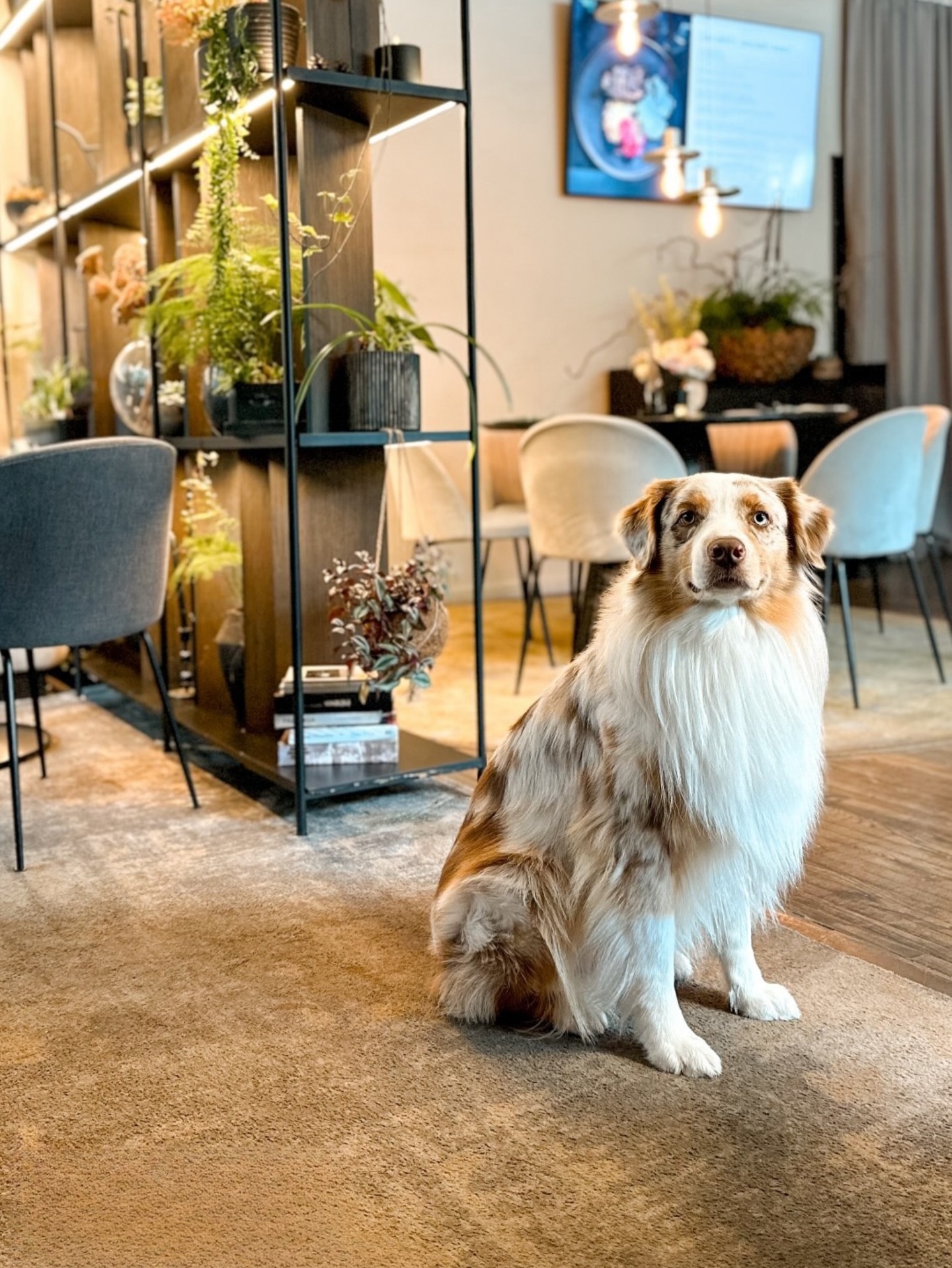 Po ilgų pasivaikščiojimų pajūriu ar pušų takais kompromisų nereikia. @restoranas_gras laukiami ir jūs, ir jūsų keturkojis palydovas.
Vėlyvieji pusryčiai, pietūs ar vakarienė – „grás“ komanda visada apsidžiaugia sulaukusi jūsų kartu su augintiniu, bet kuriuo dienos metu.
📸 @monikainkratiene