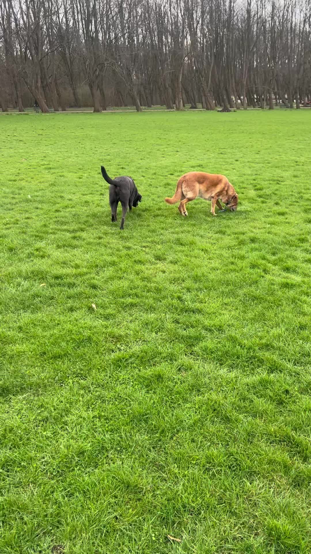 Snuffelen en rollen, snuffelen en rollen 😂🐶
Lola, Bodhi, Juul, Ollie, Bram, Ebbie en Benji
