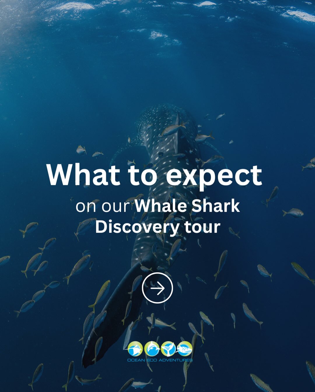 Planning a whale shark tour? Save this post!
A lot of people ask us what a typical day on the water actually looks like..so we’ve broken it down for you!
Of course, every day on Ningaloo Reef is different. That is part of what makes it so special ! So, this will give you a good idea of how the adventure unfolds.
If swimming with whale sharks is on your bucket list, this is a great one to save for later when planning your trip.
Have questions about the experience? Our crew is always happy to help.
#ningalooreef #exmouth #thisiswa #swimwithwhalesharks #australiascoralcoast