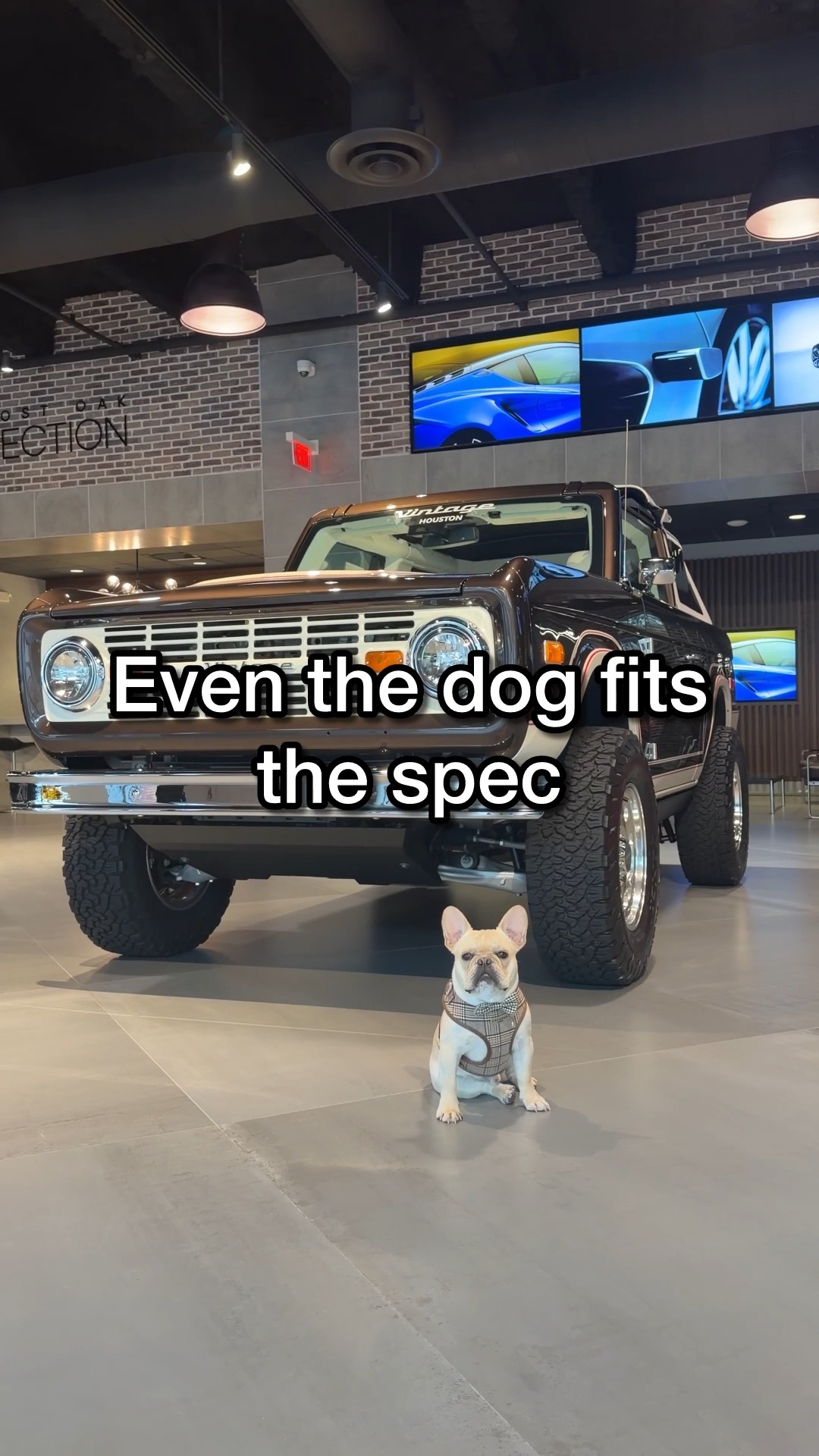 When the spec matches the dog, you know itโs the right one.
Macadamia Metallic with classic style and plenty of personality. ๐พ
#VintageModern #ClassicStyle #LuxurySUV #DrivenByPaws