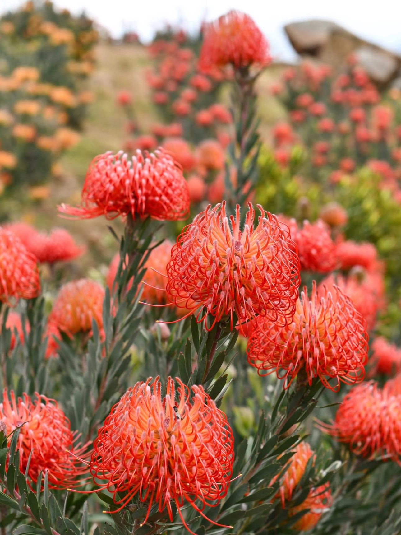 Heard it was #nationalplantaflowerday so naturally we decided to virtually transport to @resendizbrothers for these views 😌✨✨
#slowflowers #slowflowerssociety #protea #flowerfarming